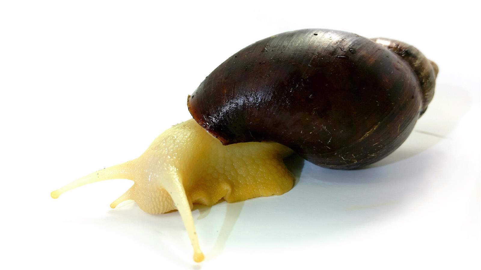 Achatina sp 3er Pack