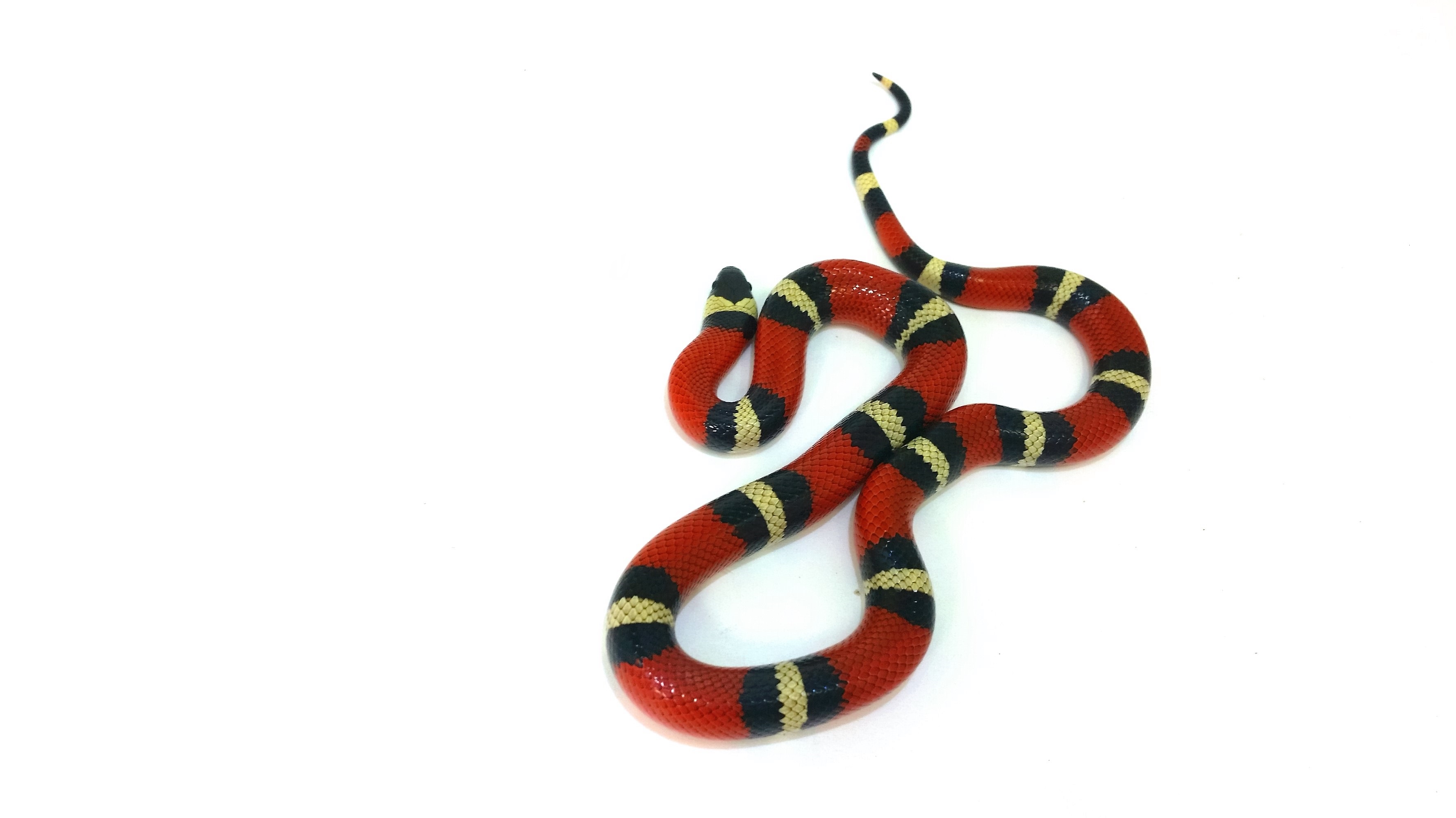 Lampropeltis polyzona "sinaloae"  Dreiecksnatter