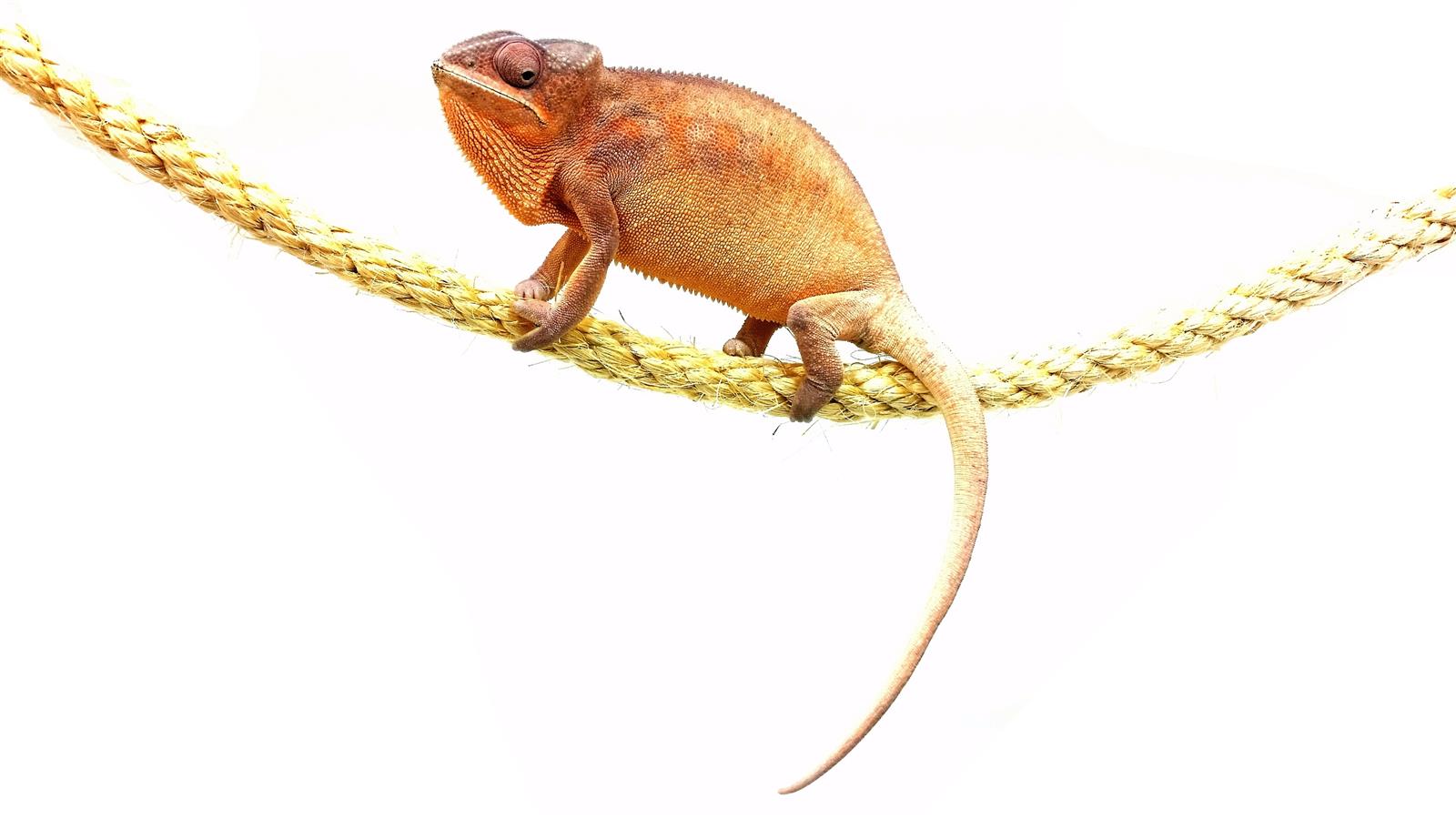 Furcifer pardalis Ambilobe Red Bar Weibchen