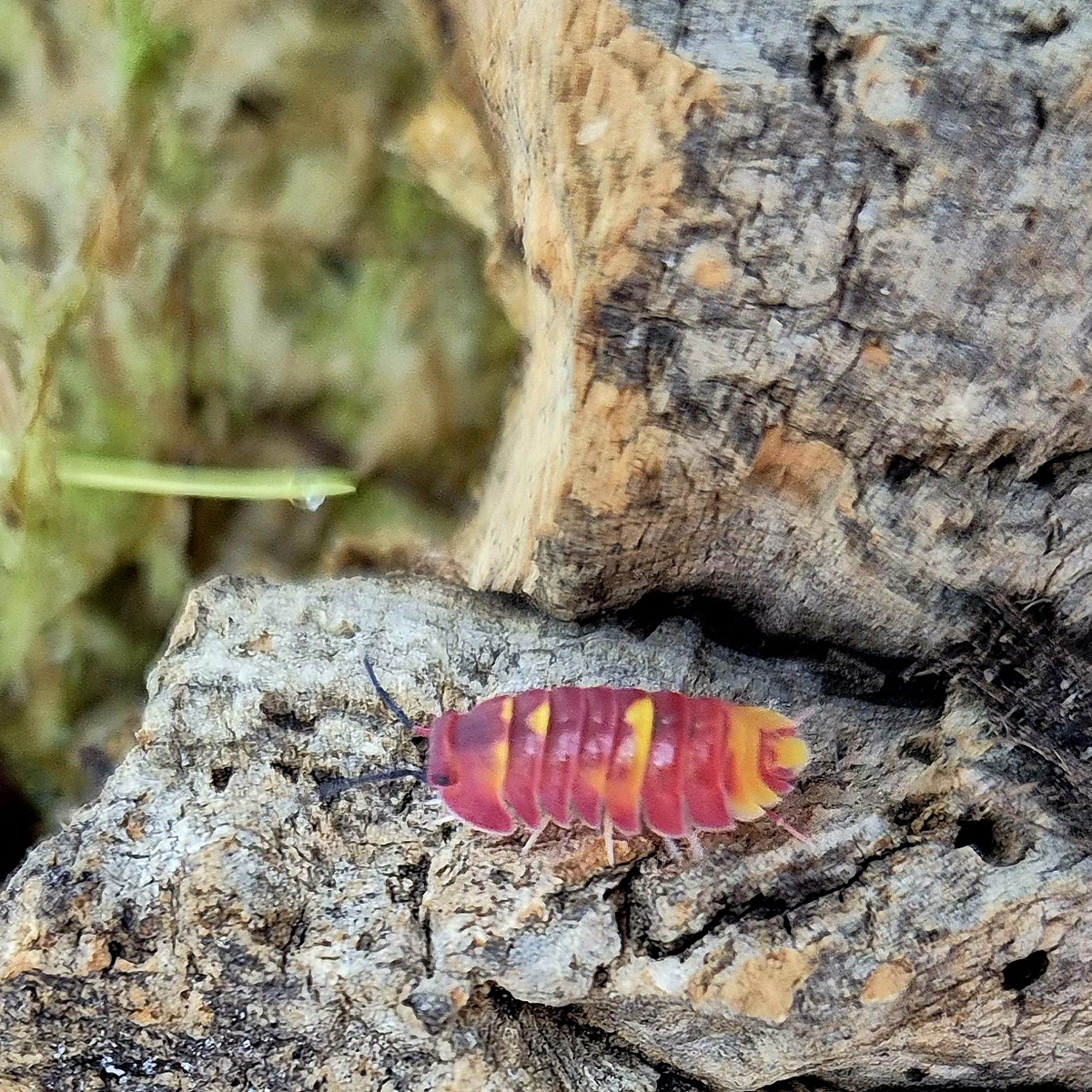 Merulanella sp. Scarlet 10 Tiere 