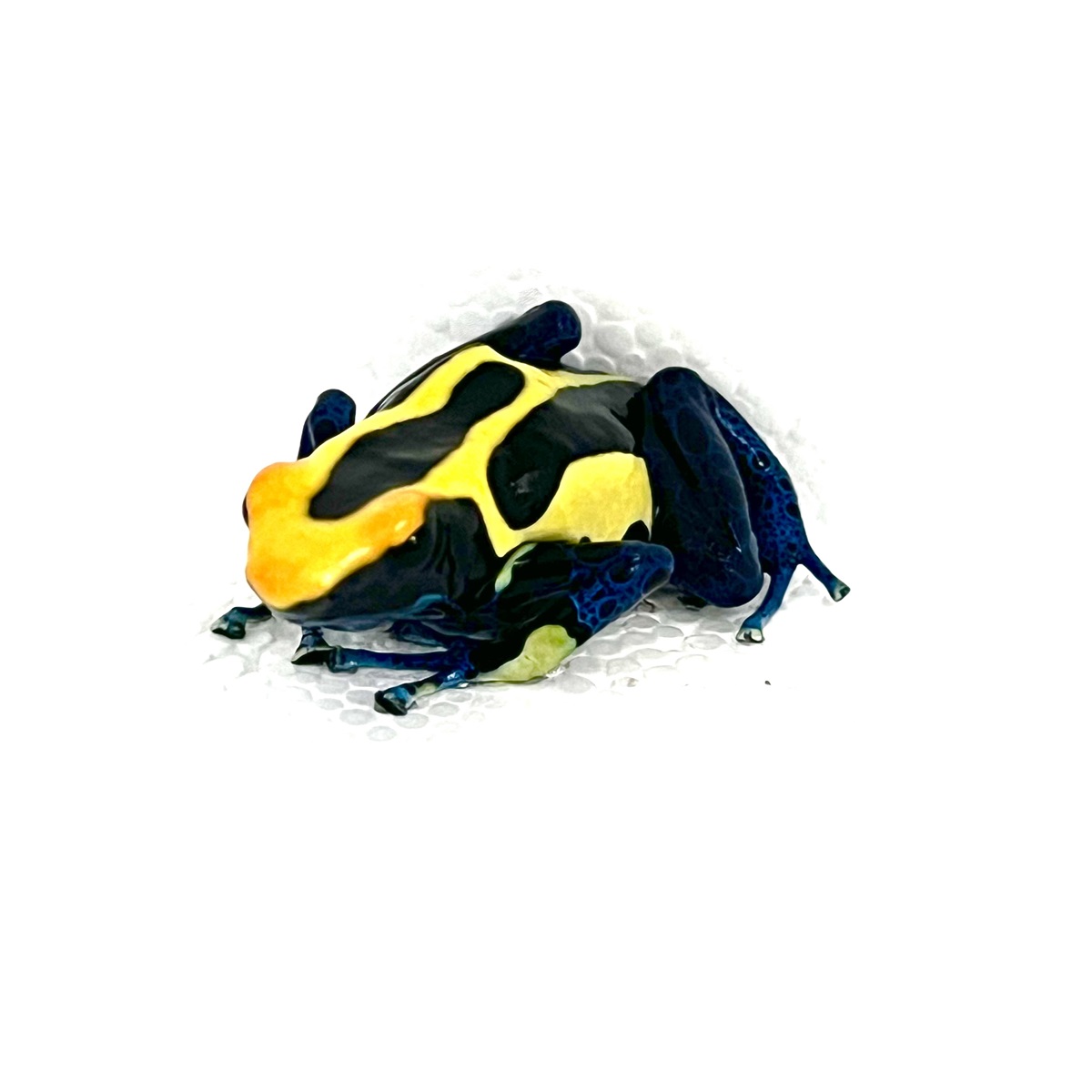 Dendrobates tinctorius Bakhuis