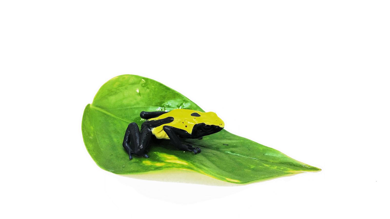 Dendrobates tinctorius citronella