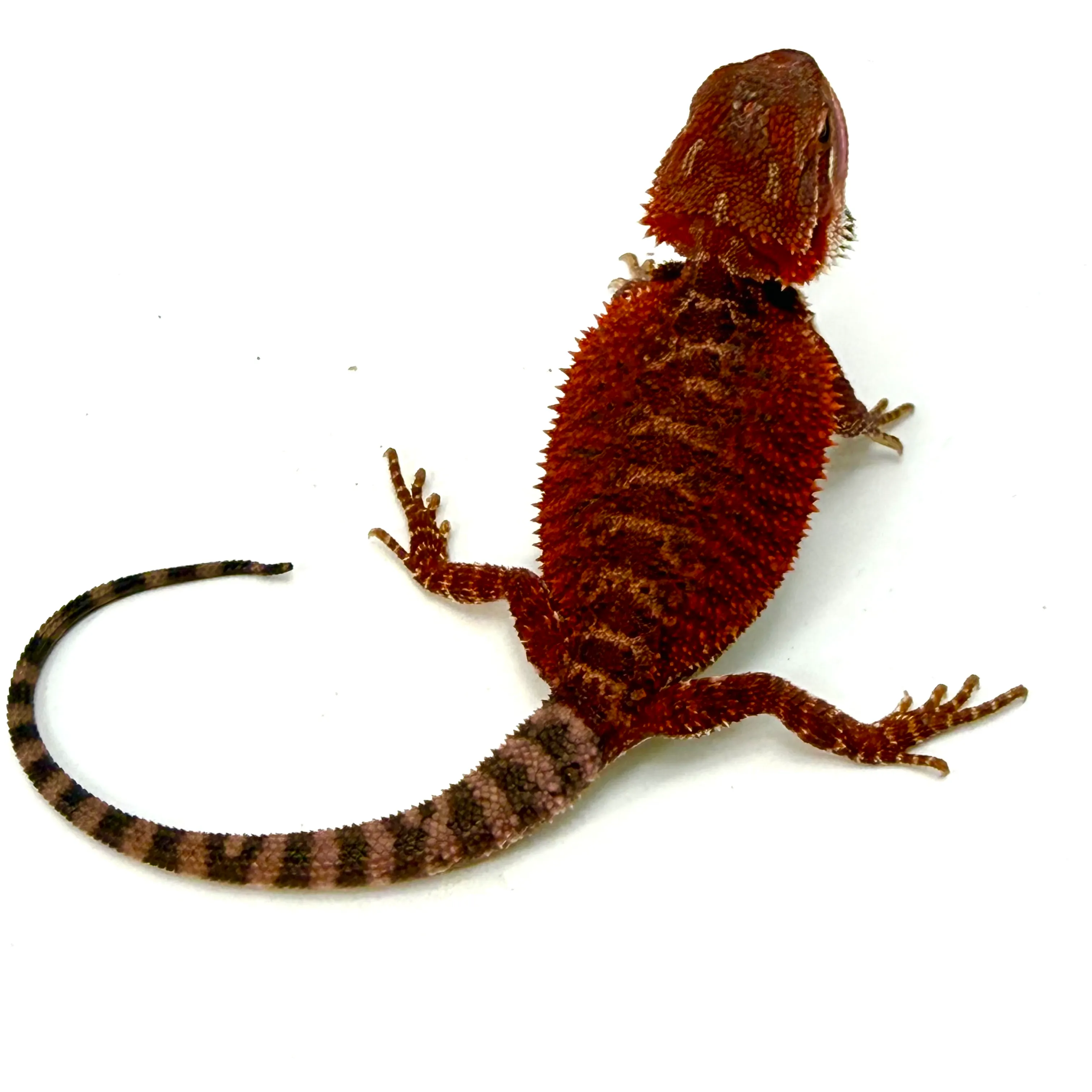Cawley Red X Dark Monster