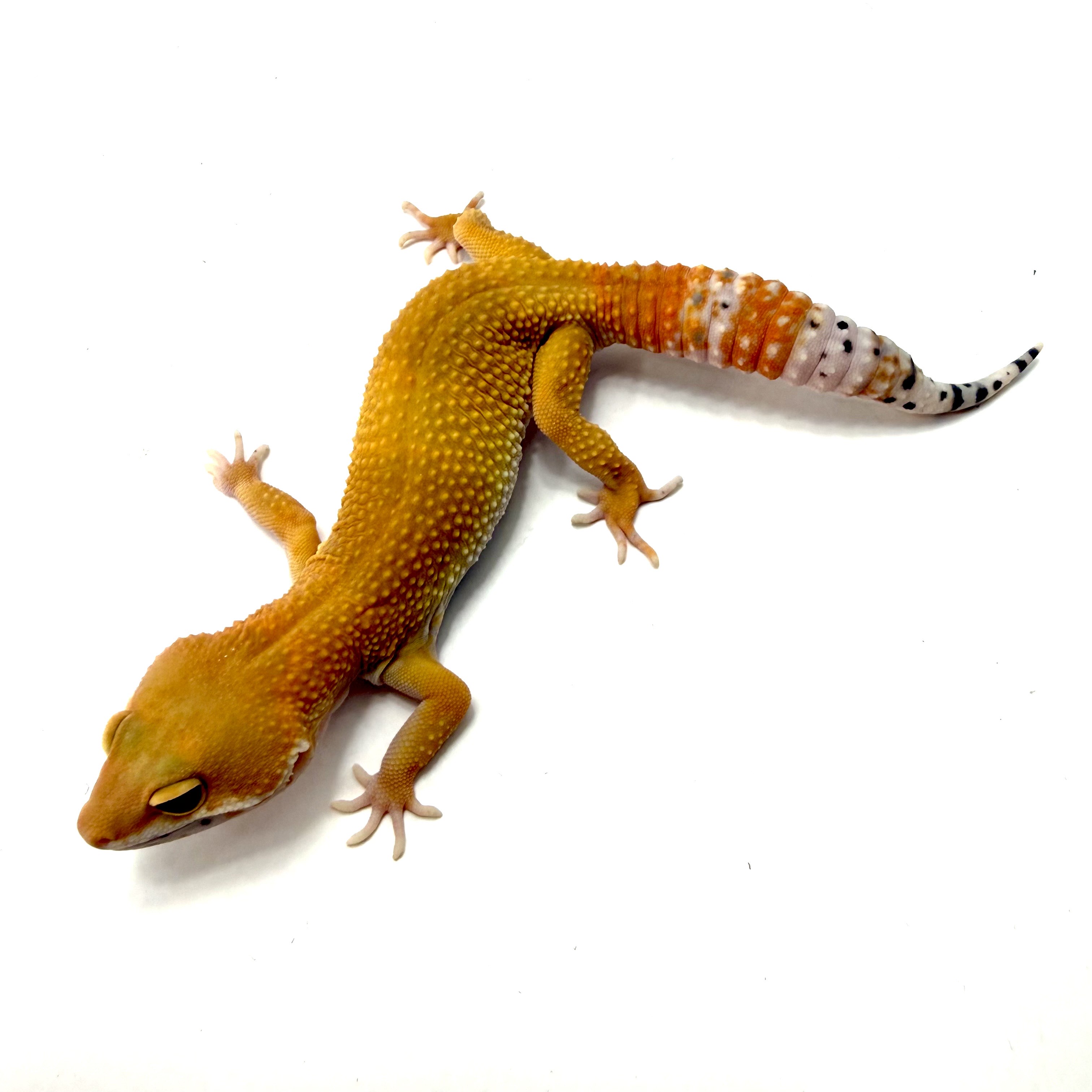Tangerine