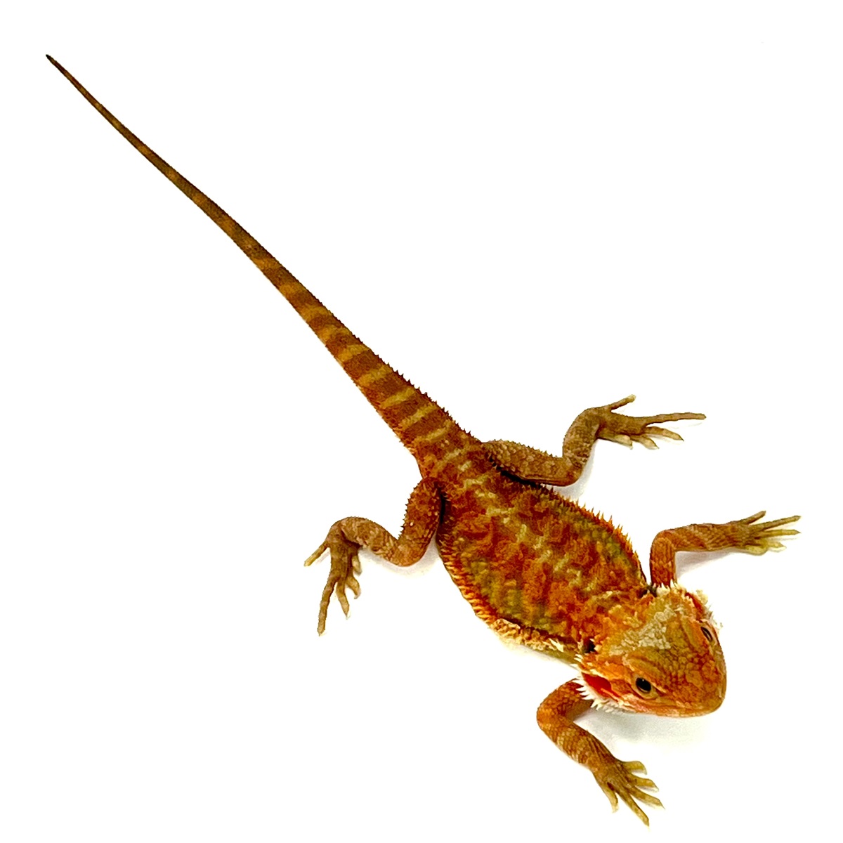 Pogona vitticeps Hypo Translucent Extreme Red 