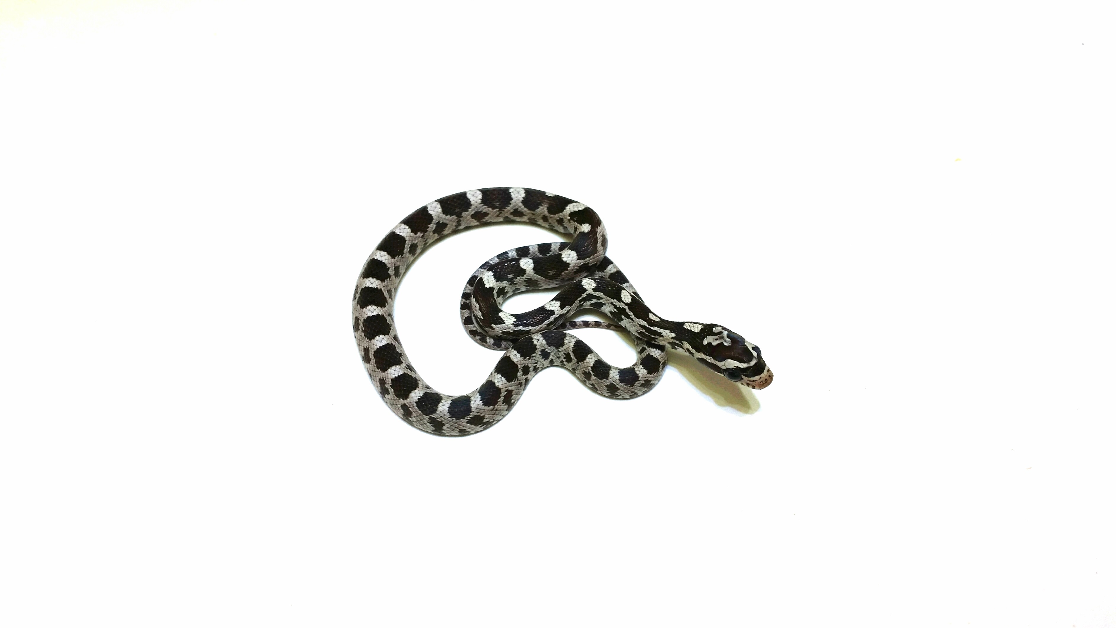 Pantherophis guttatus Schwarz-Weiß