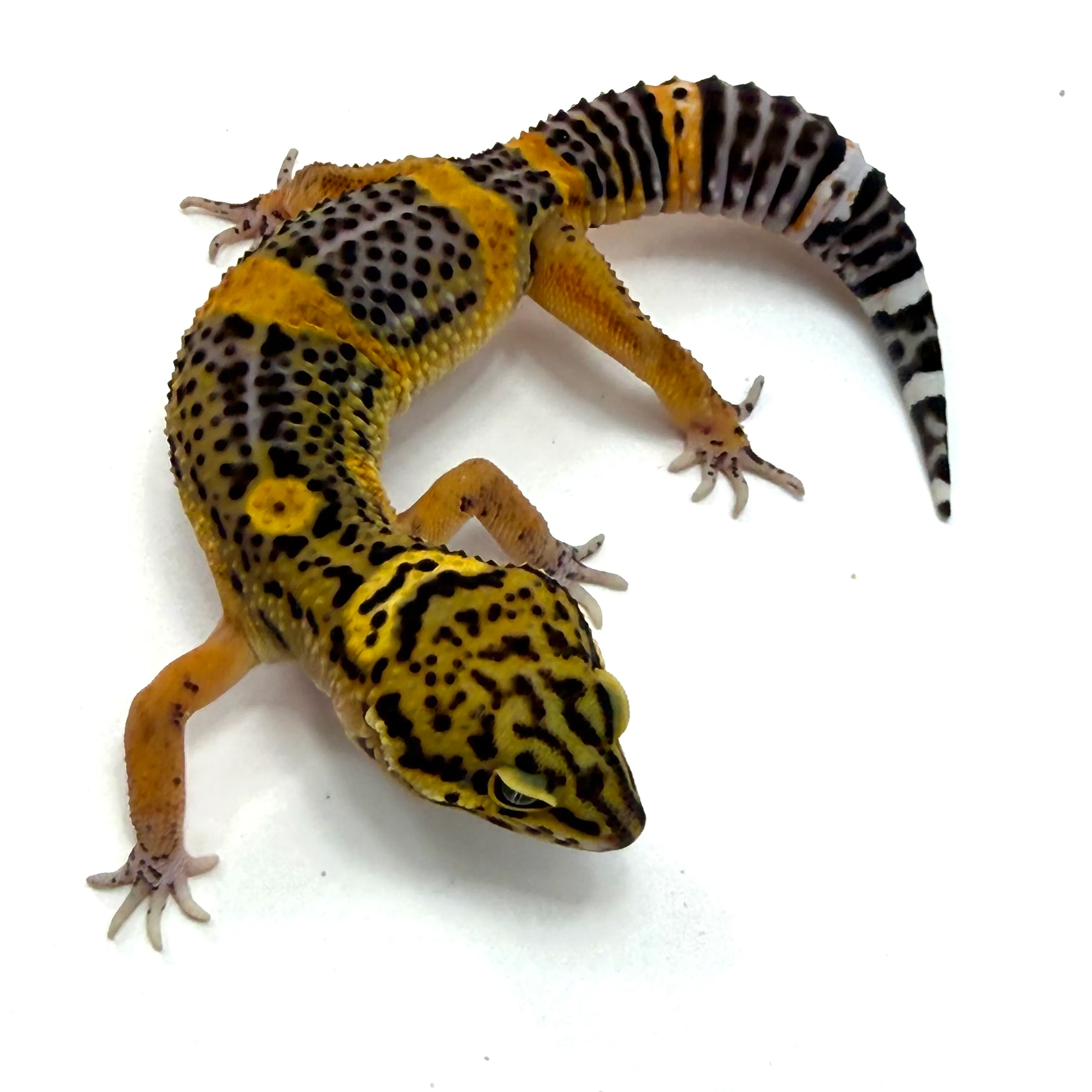 Mandarin BlackNight