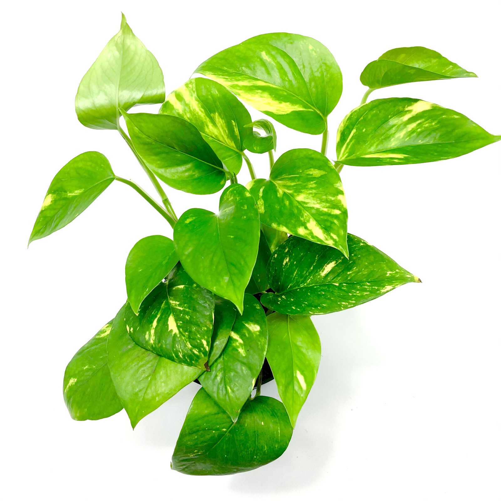 Epipremnum aureum Efeutute