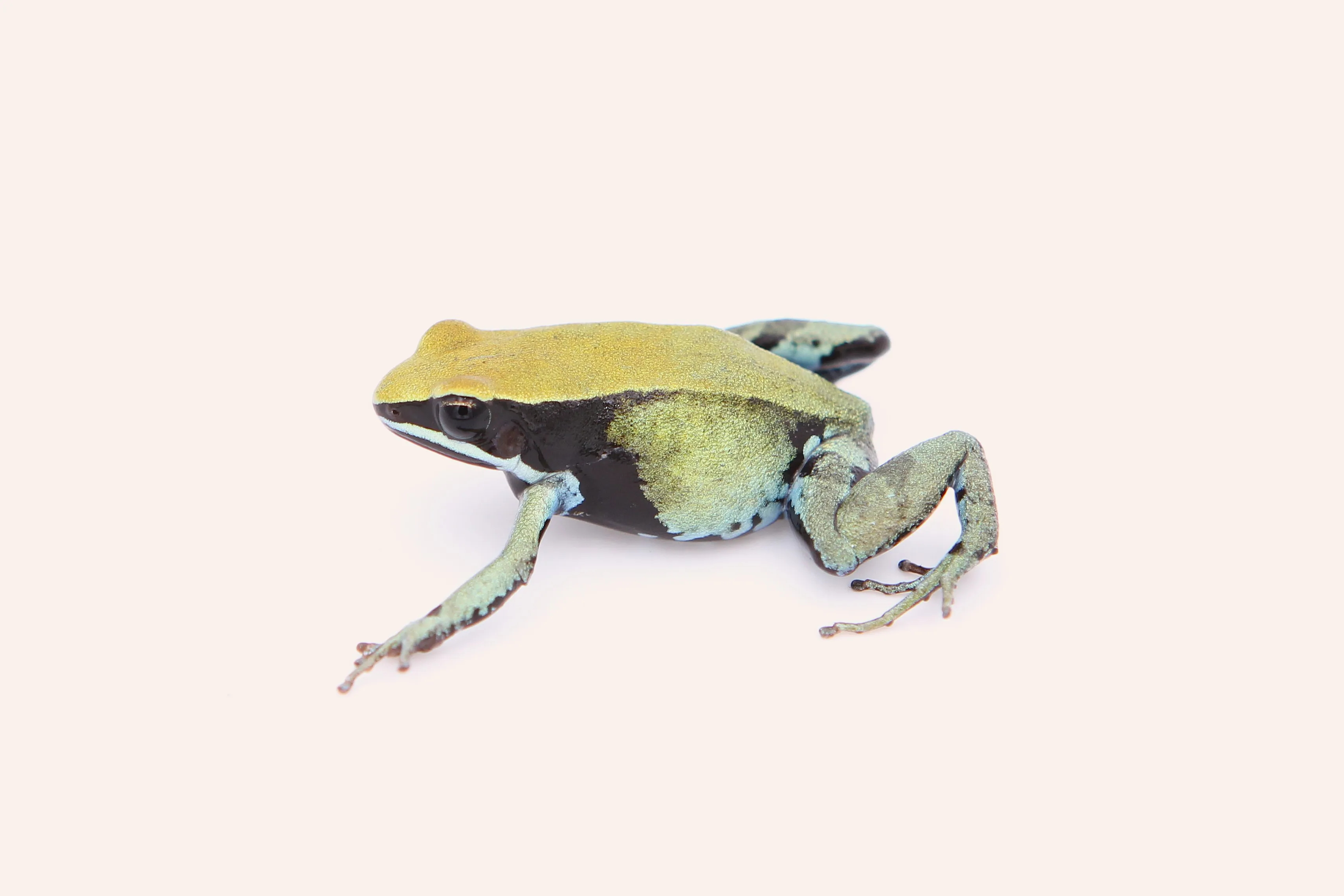 Mantella viridis