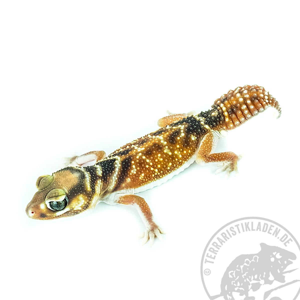 Nephrurus levis levis - Knopfschwanzgecko - Zuchtpaar