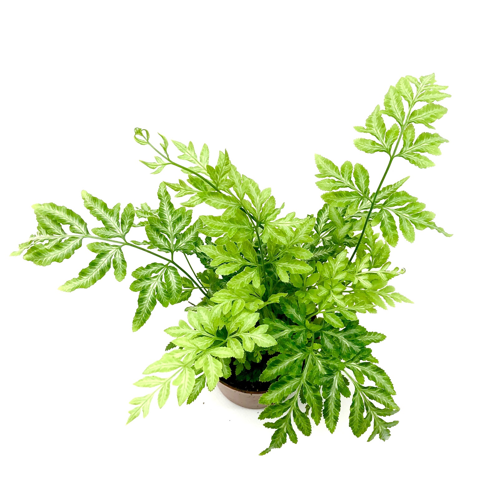 Pteris ensiformis evergreen silver