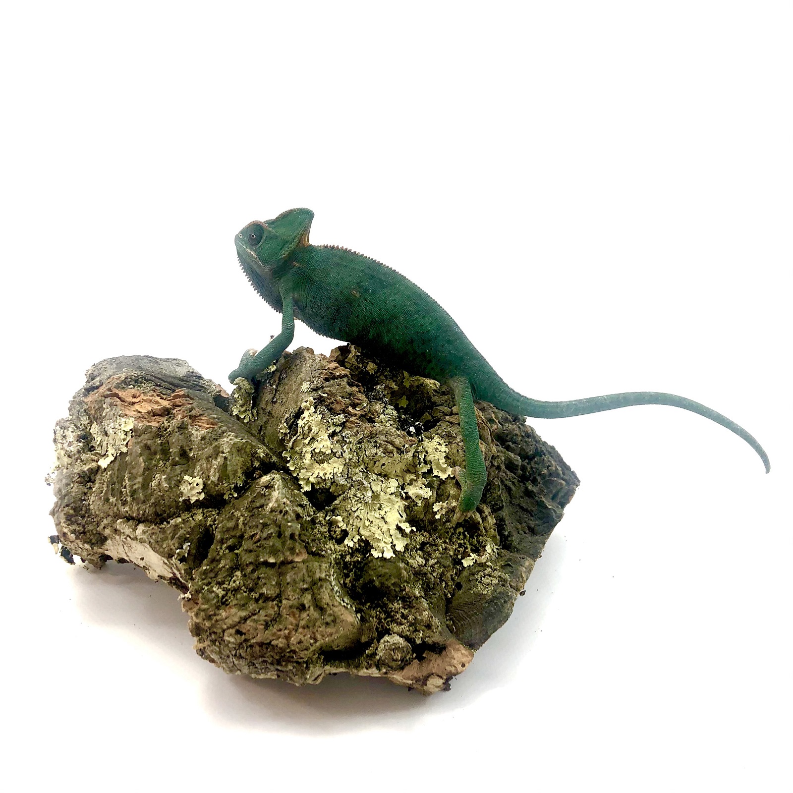 Chamaeleon calyptratus Jemen- Chamäleon