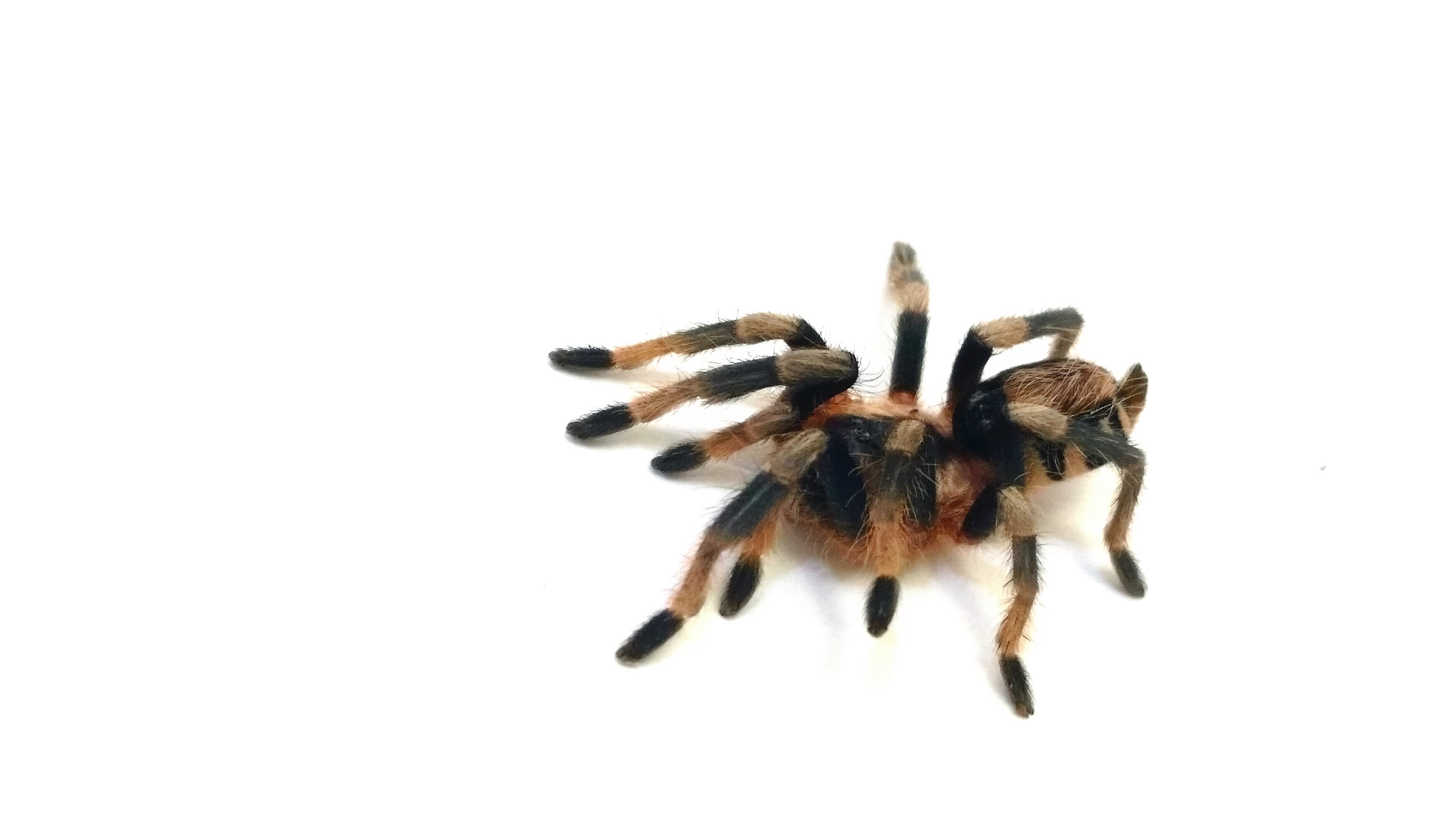 Cyriocosmus elegans