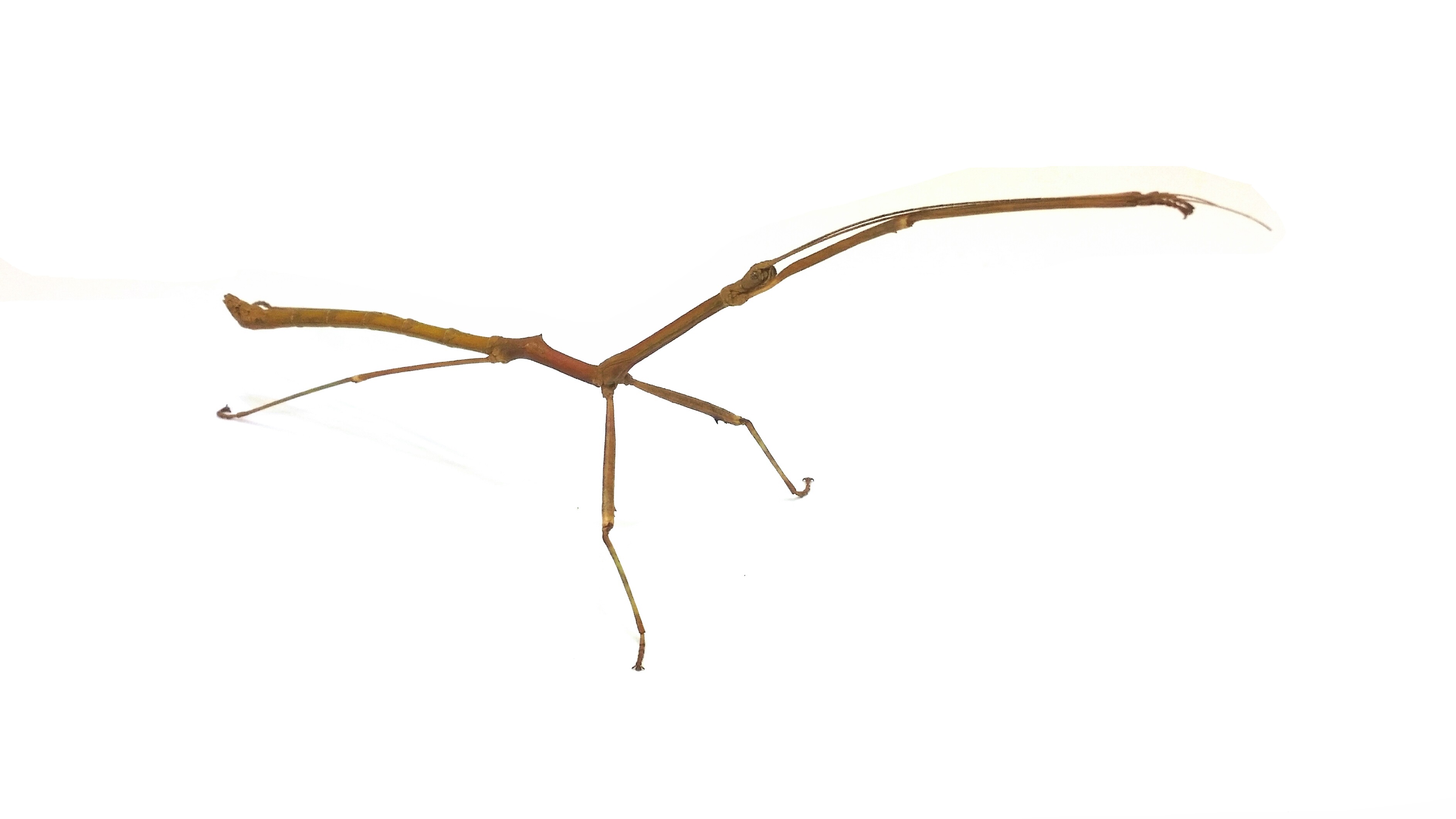 Medauroidea extradentata