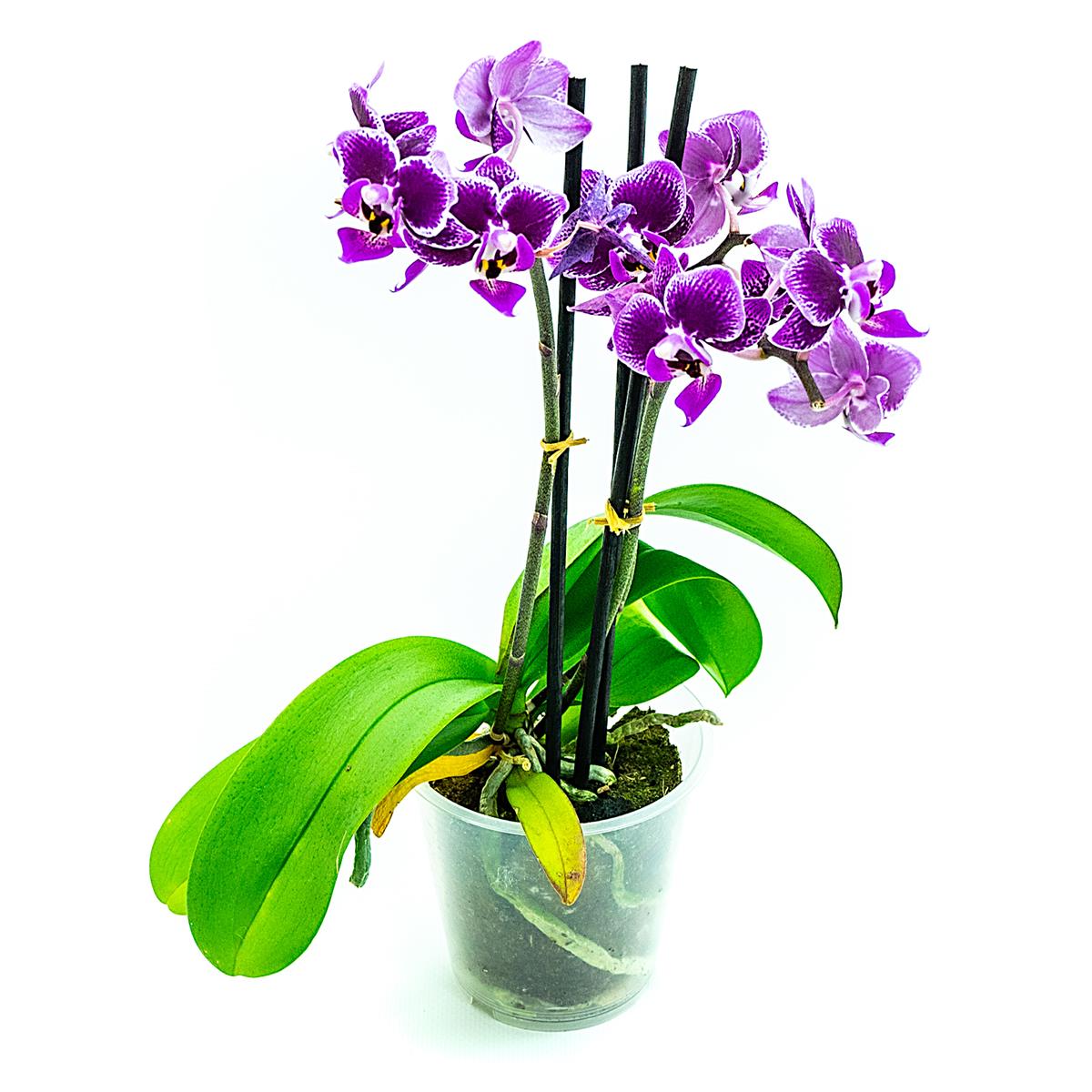 Phalaenopsis mini lila Orchidee