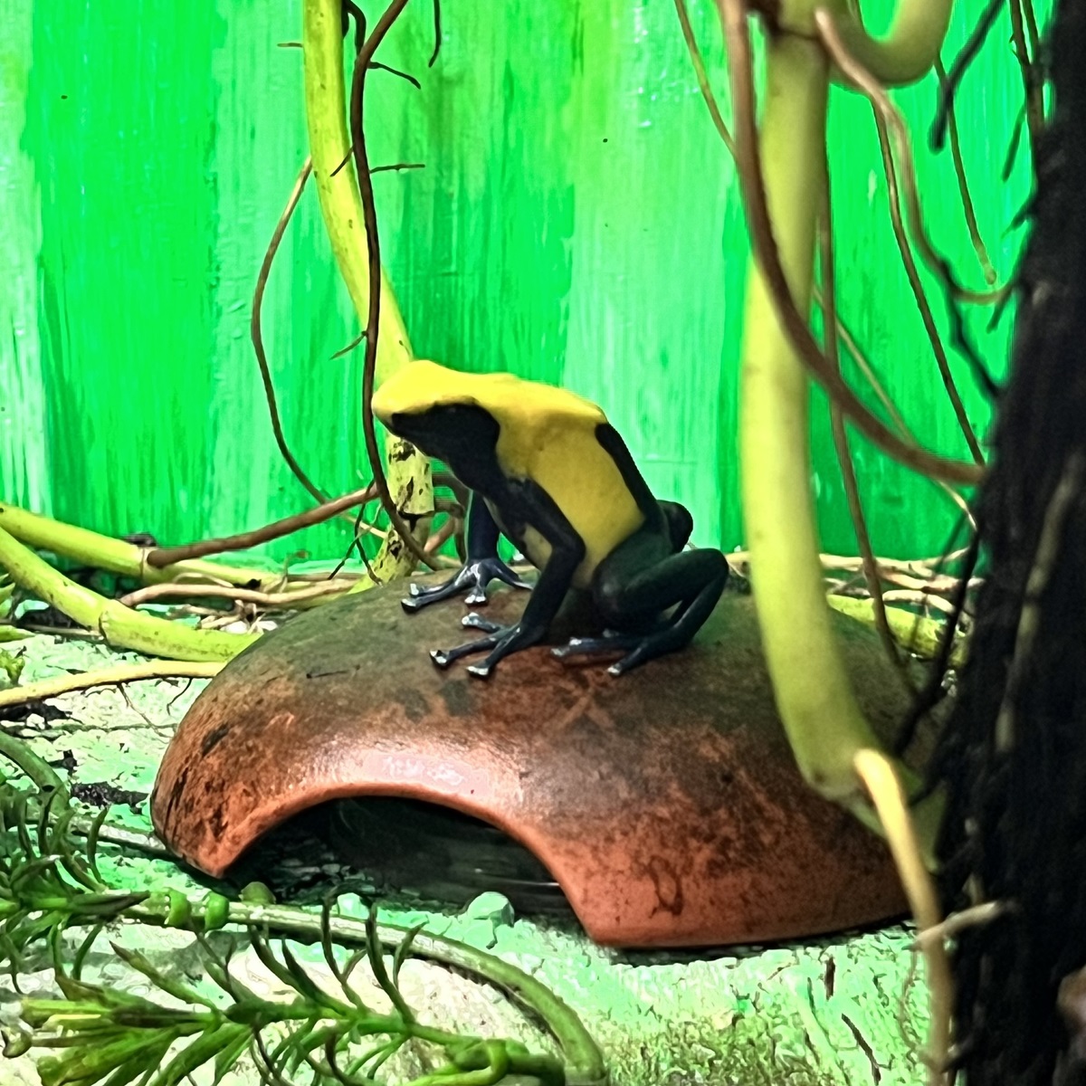 Dendrobates tinctorius citronella