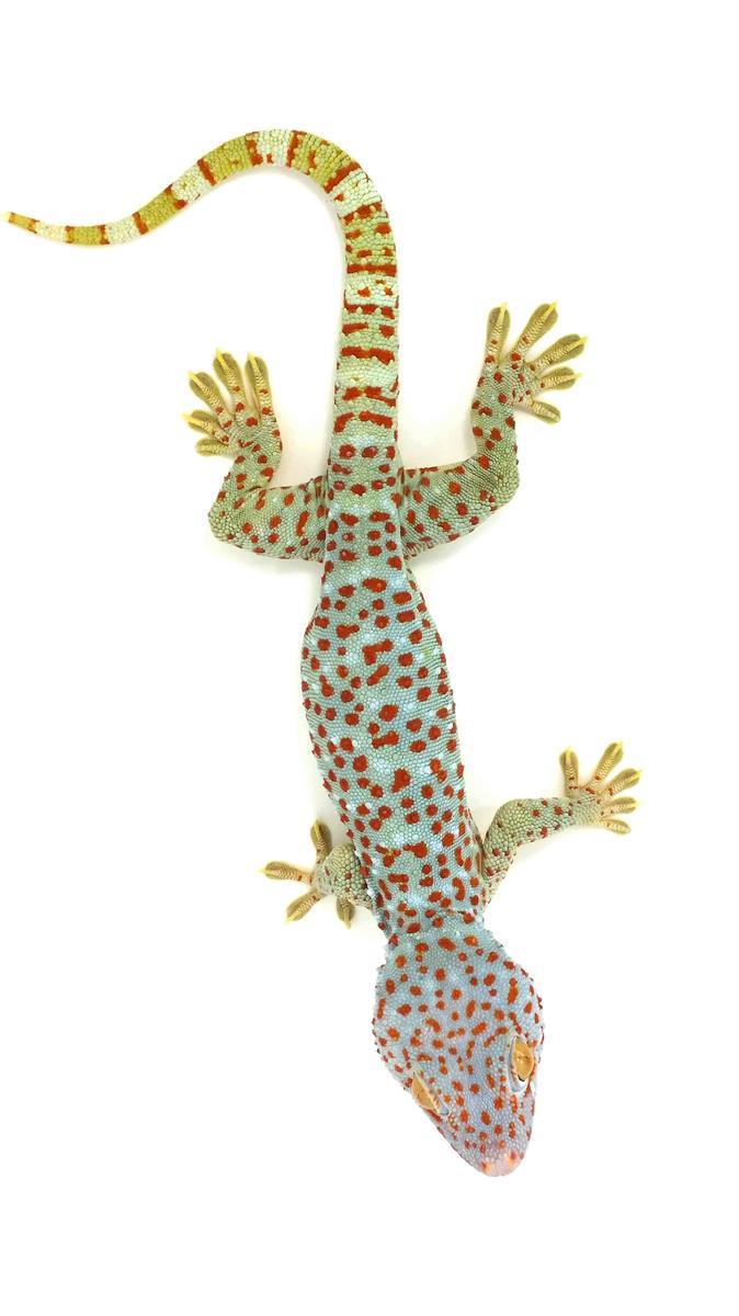 Gekko gecko Tokeh