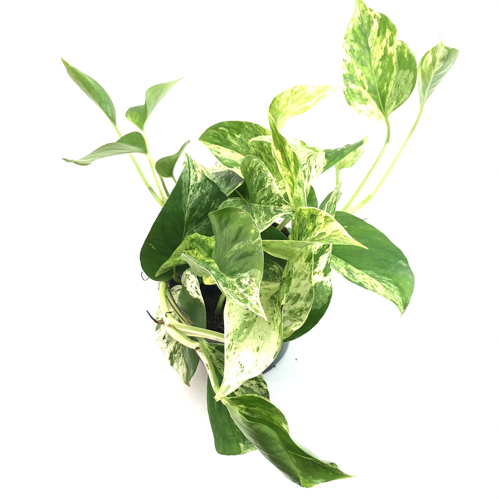 Epipremnum Marble Queen