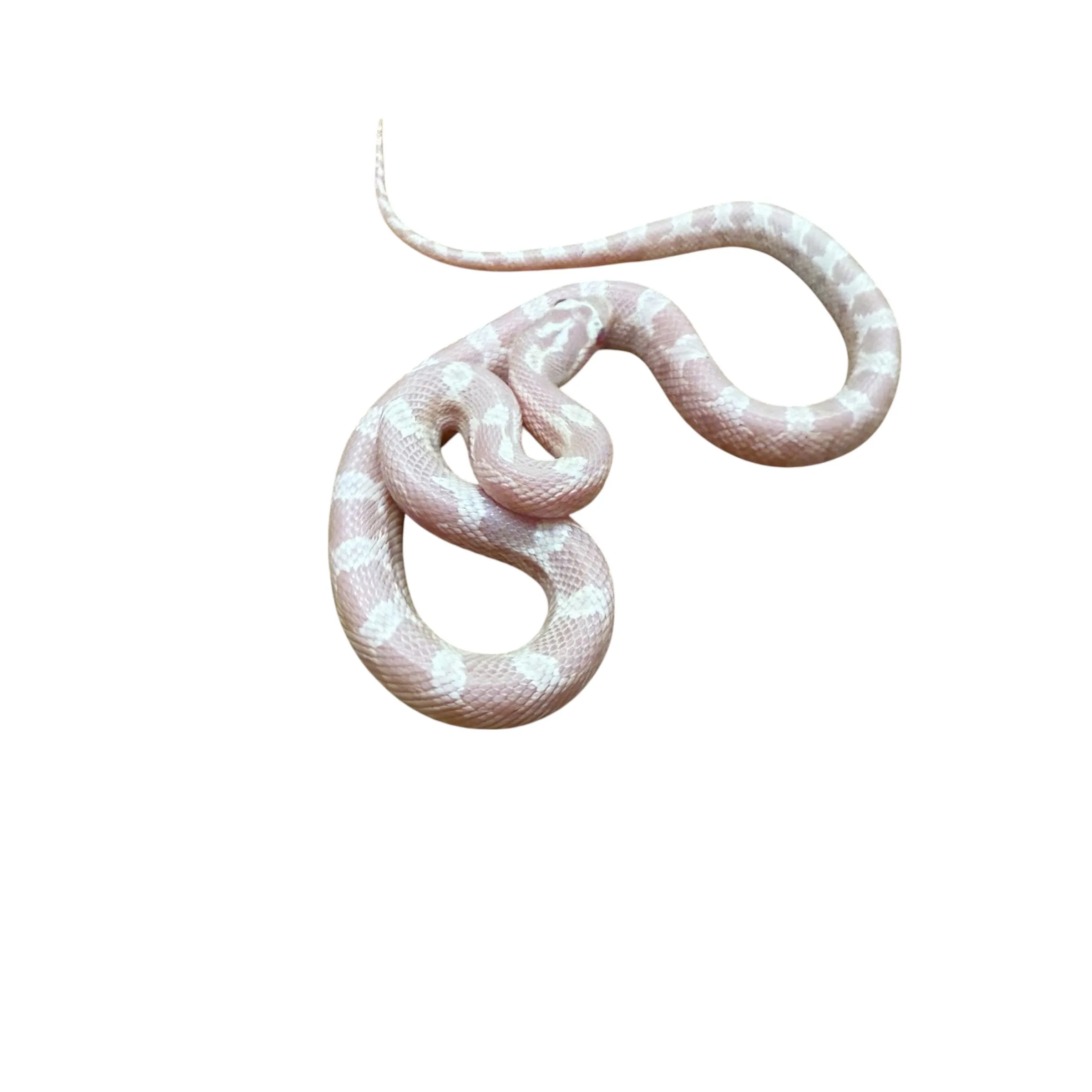 Pantherophis guttatus Snow