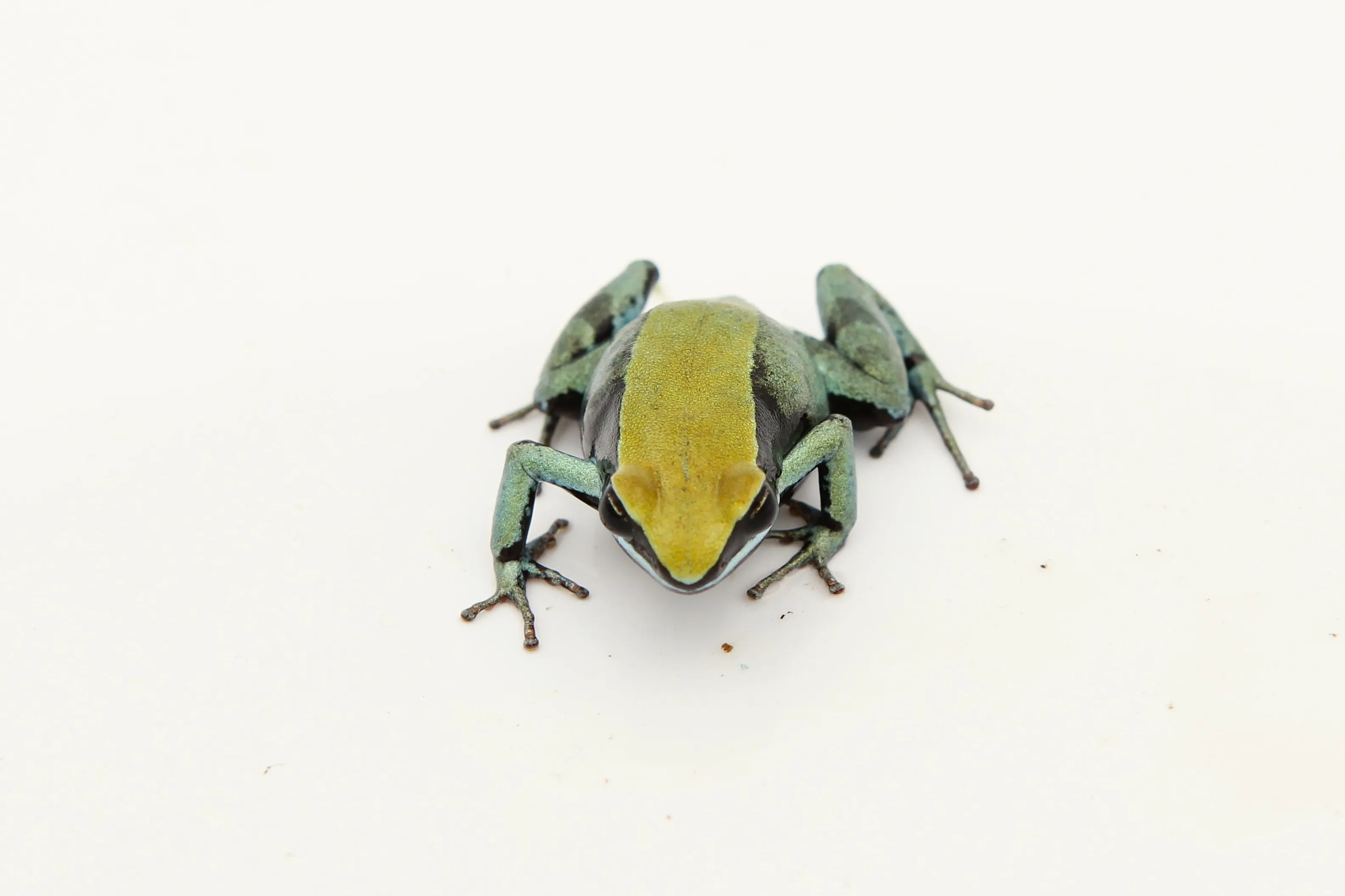 Mantella viridis