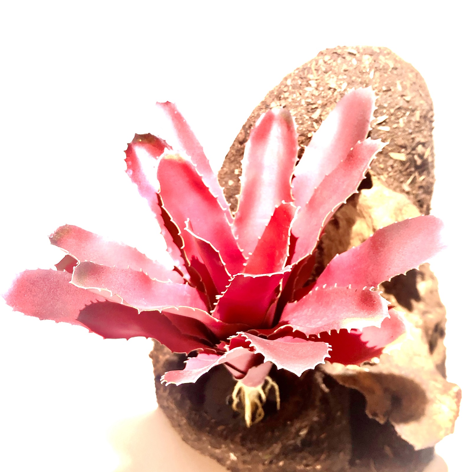Bromelie Terrarienpflanzen Fireball
