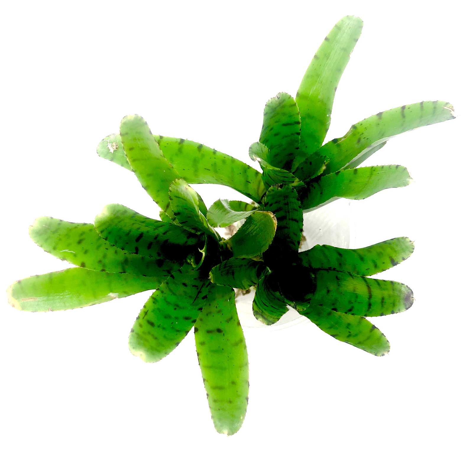 Neoregelia punctatissima