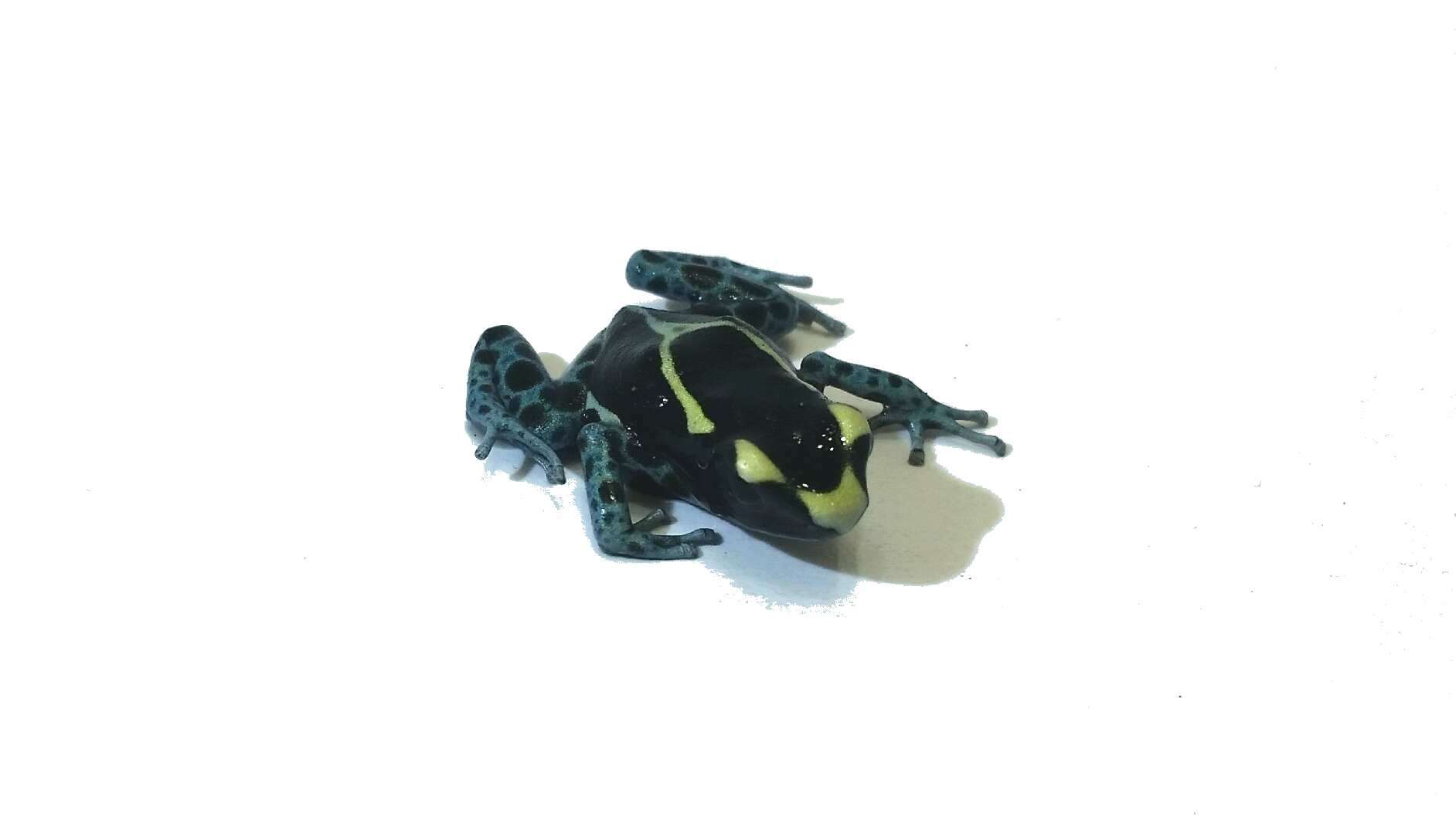 Dendrobates tinctorius Graubeiner