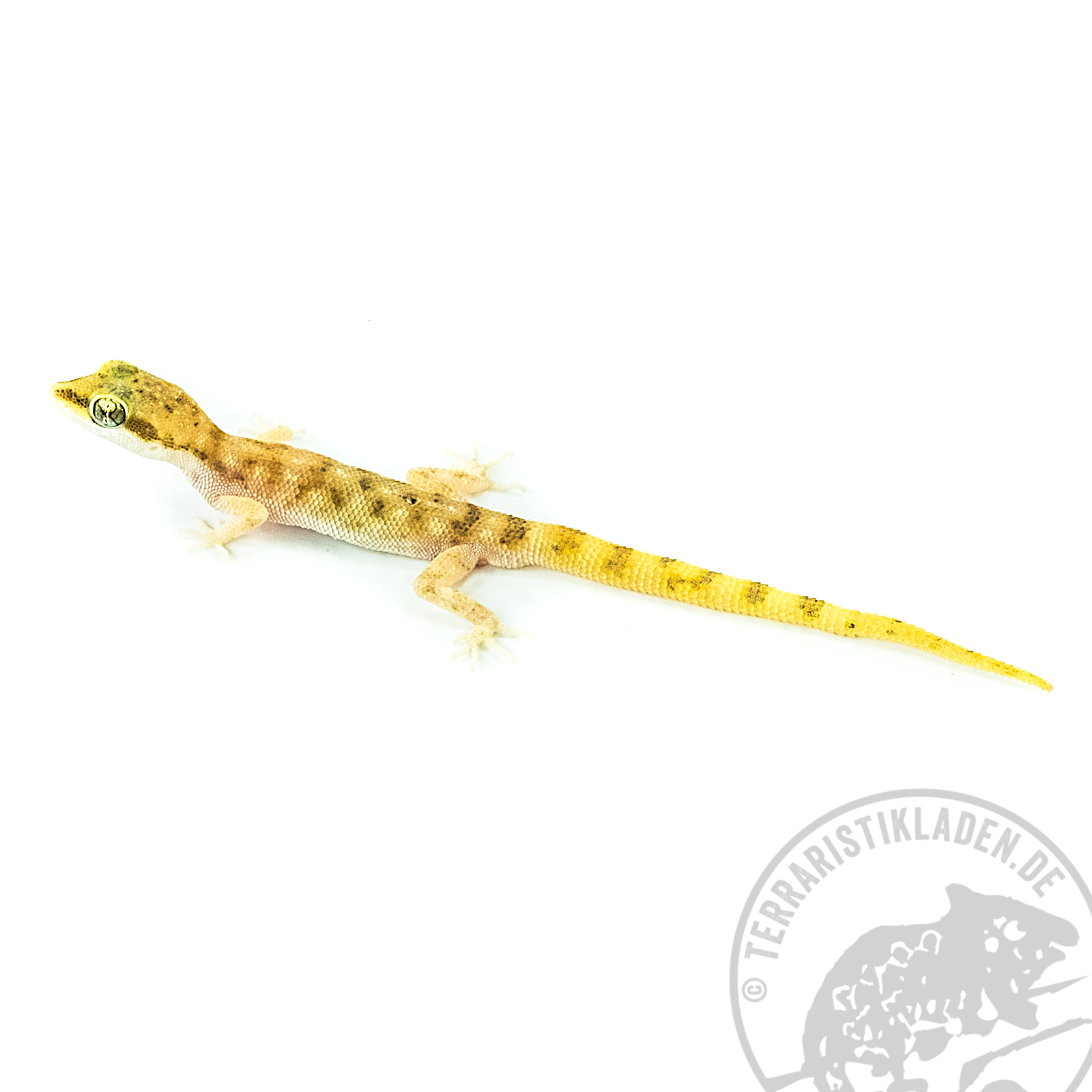 Tropiocolotes steudneri