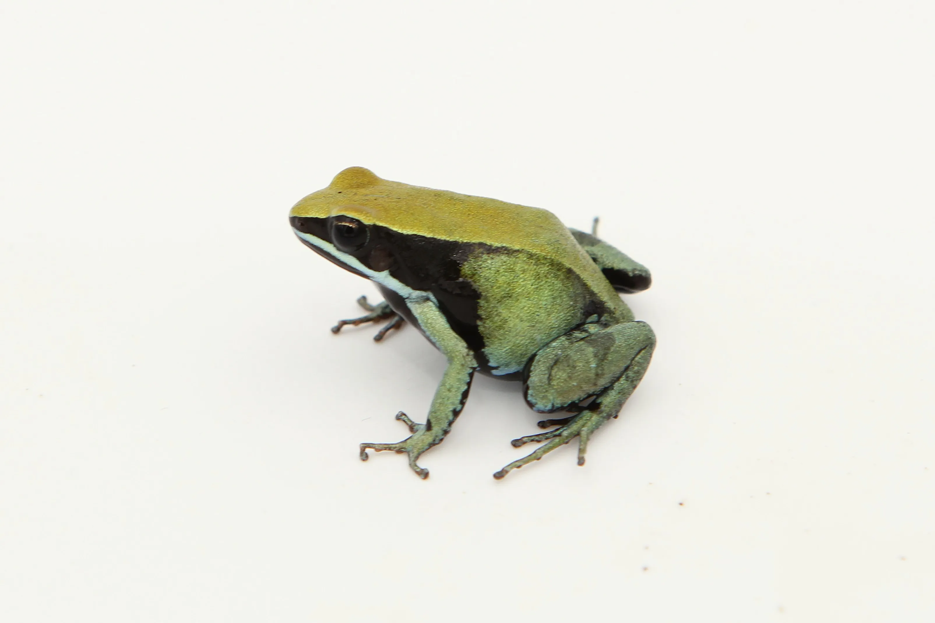 Mantella viridis