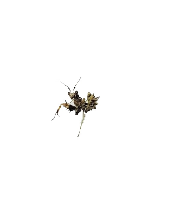 Pseudocreobotra wahlbergii