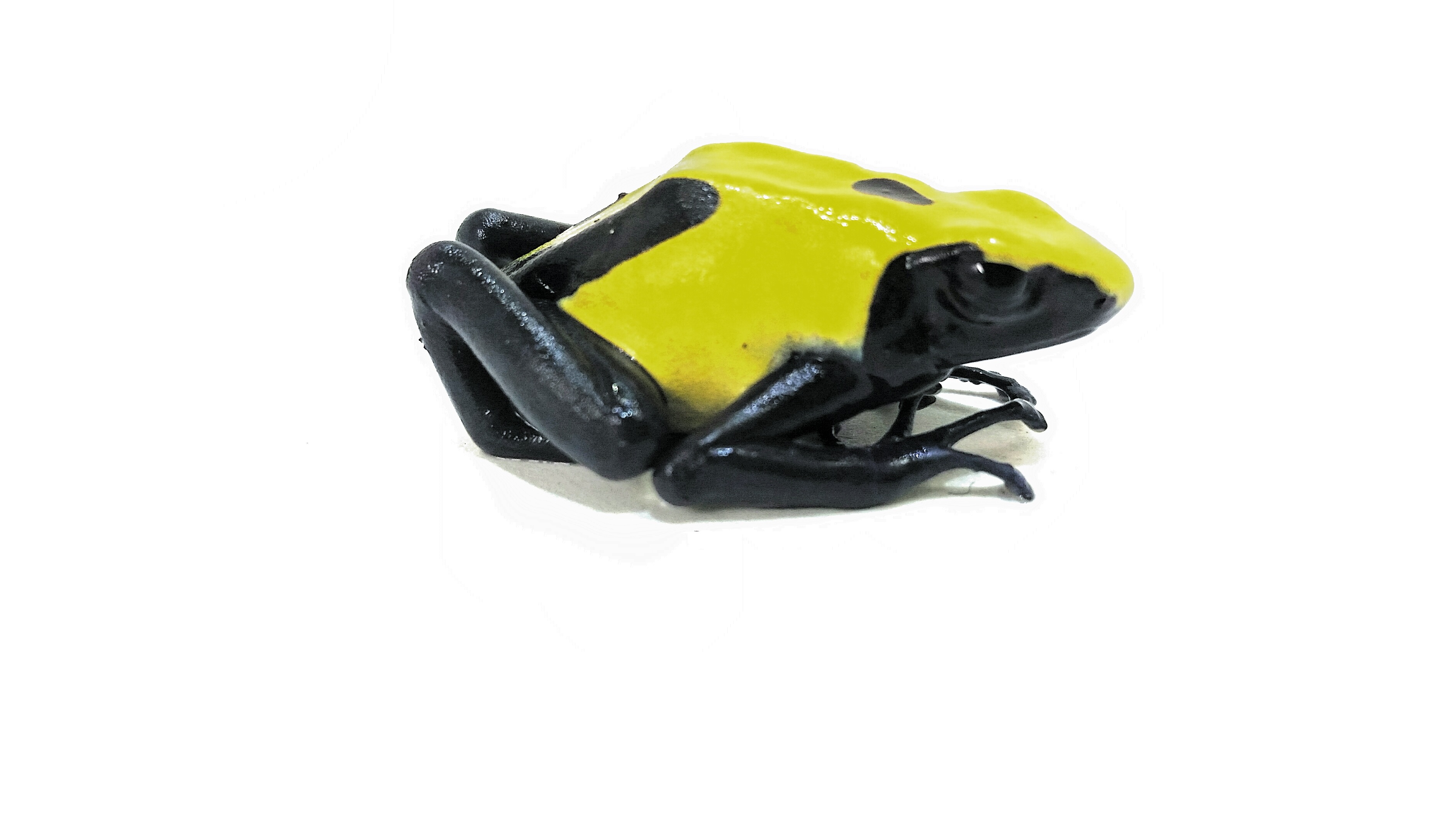 Dendrobates tinctorius citronella