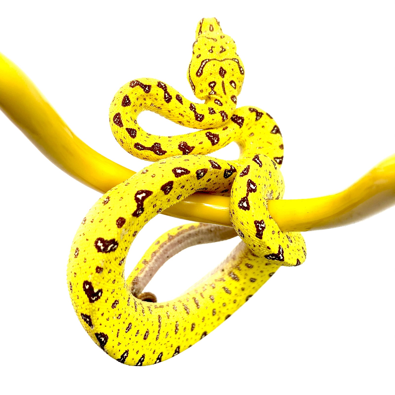 Morelia viridis Baumpython Biak