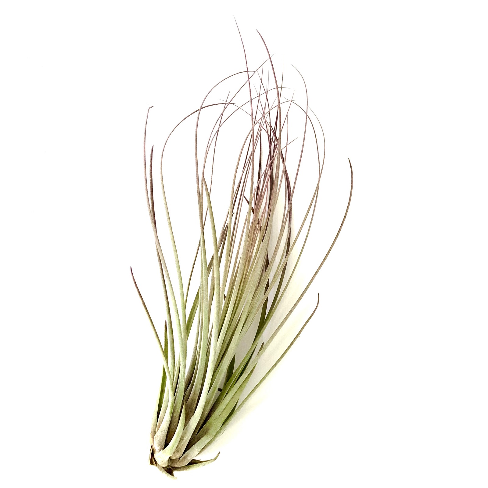 Tillandsia juncea