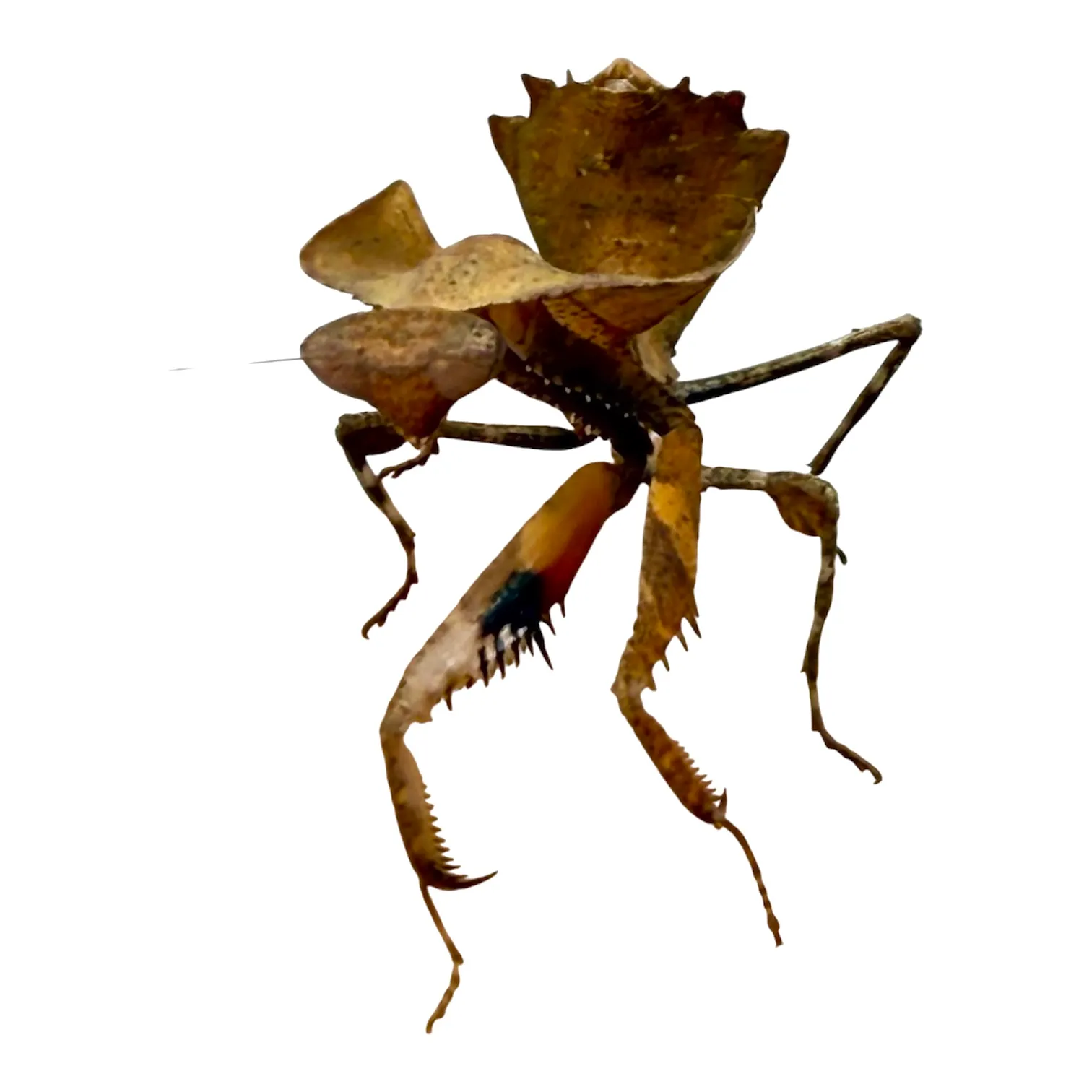 Deroplatys desiccata