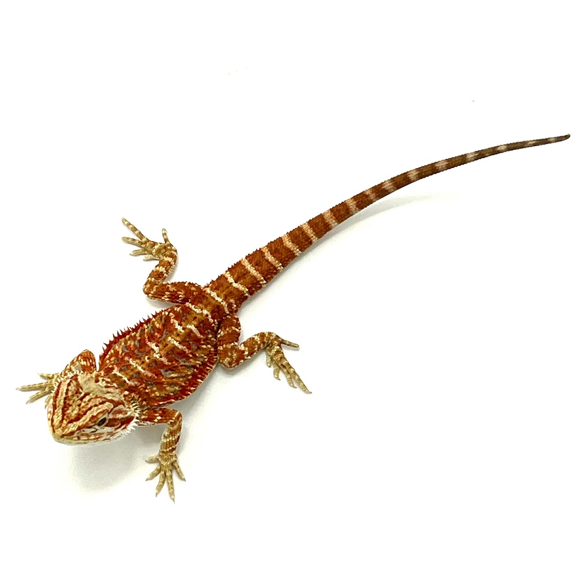 Bartagame Hypo Super Extreme Red