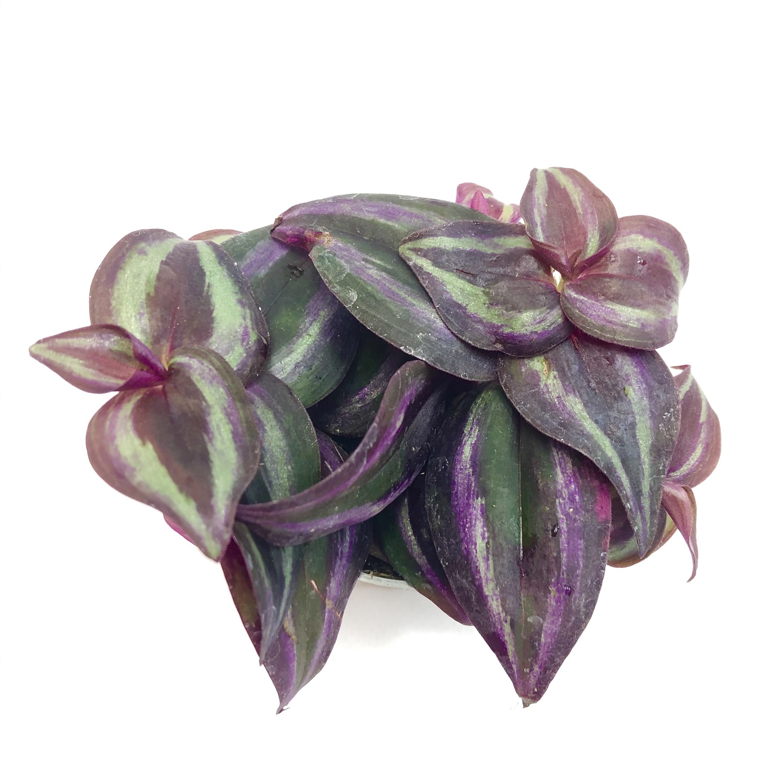 Tradescantia zebrina Zebrakraut