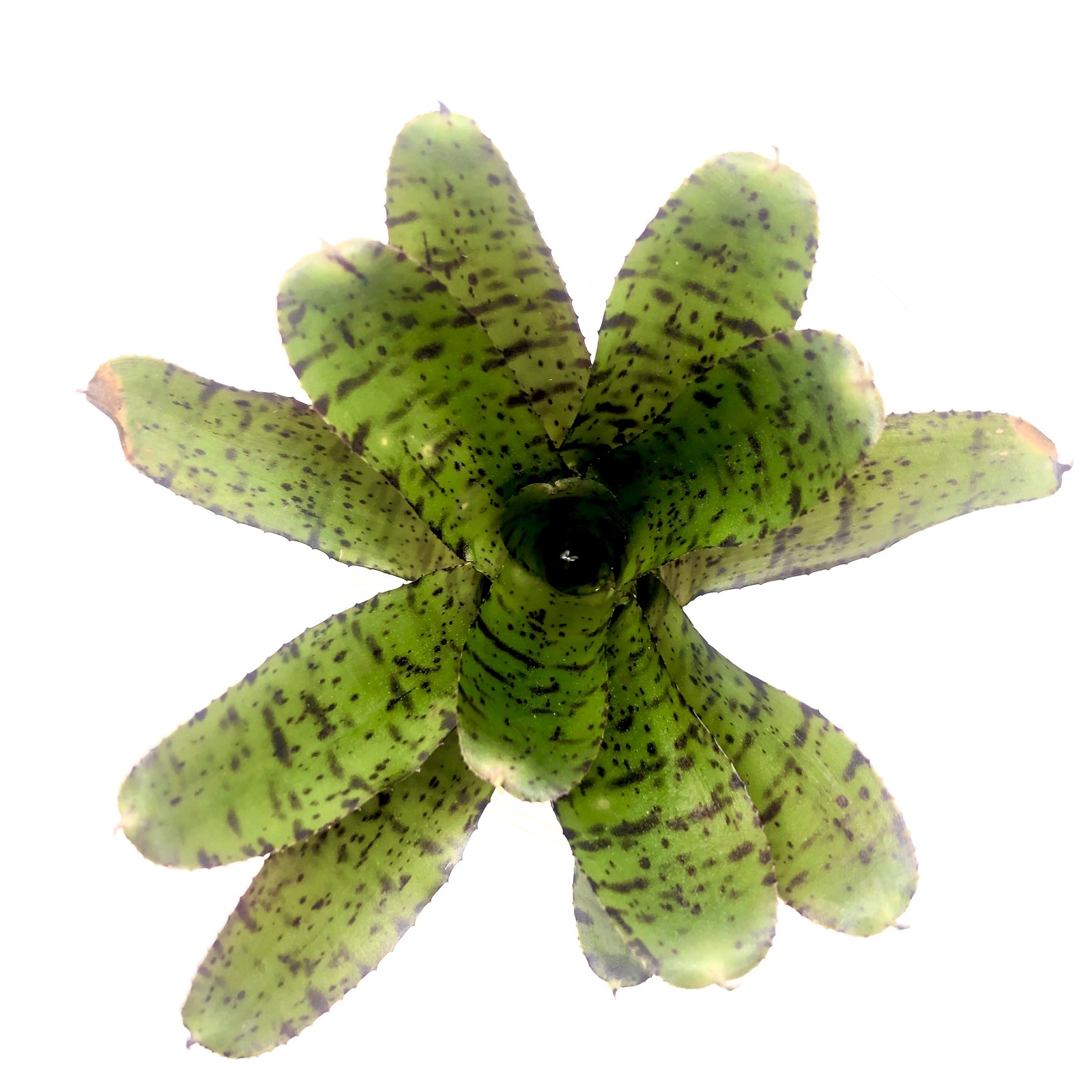 Neoregelia afrodita