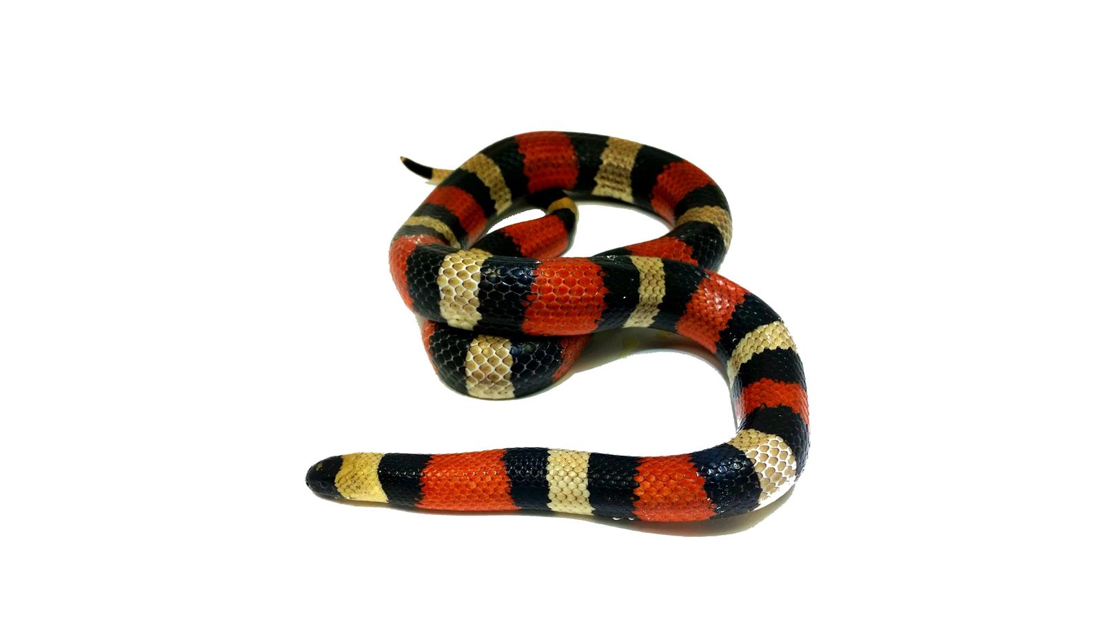 Lampropeltis campbelli