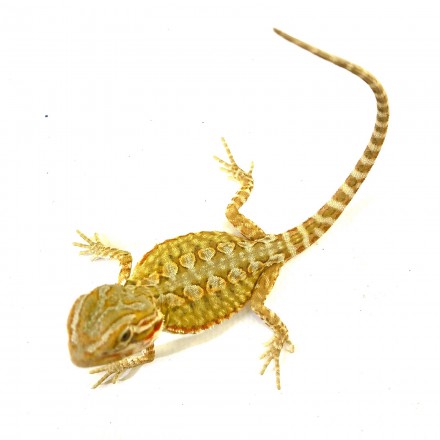 Zwergbartagame Fire Red Pogona henrylawsoni