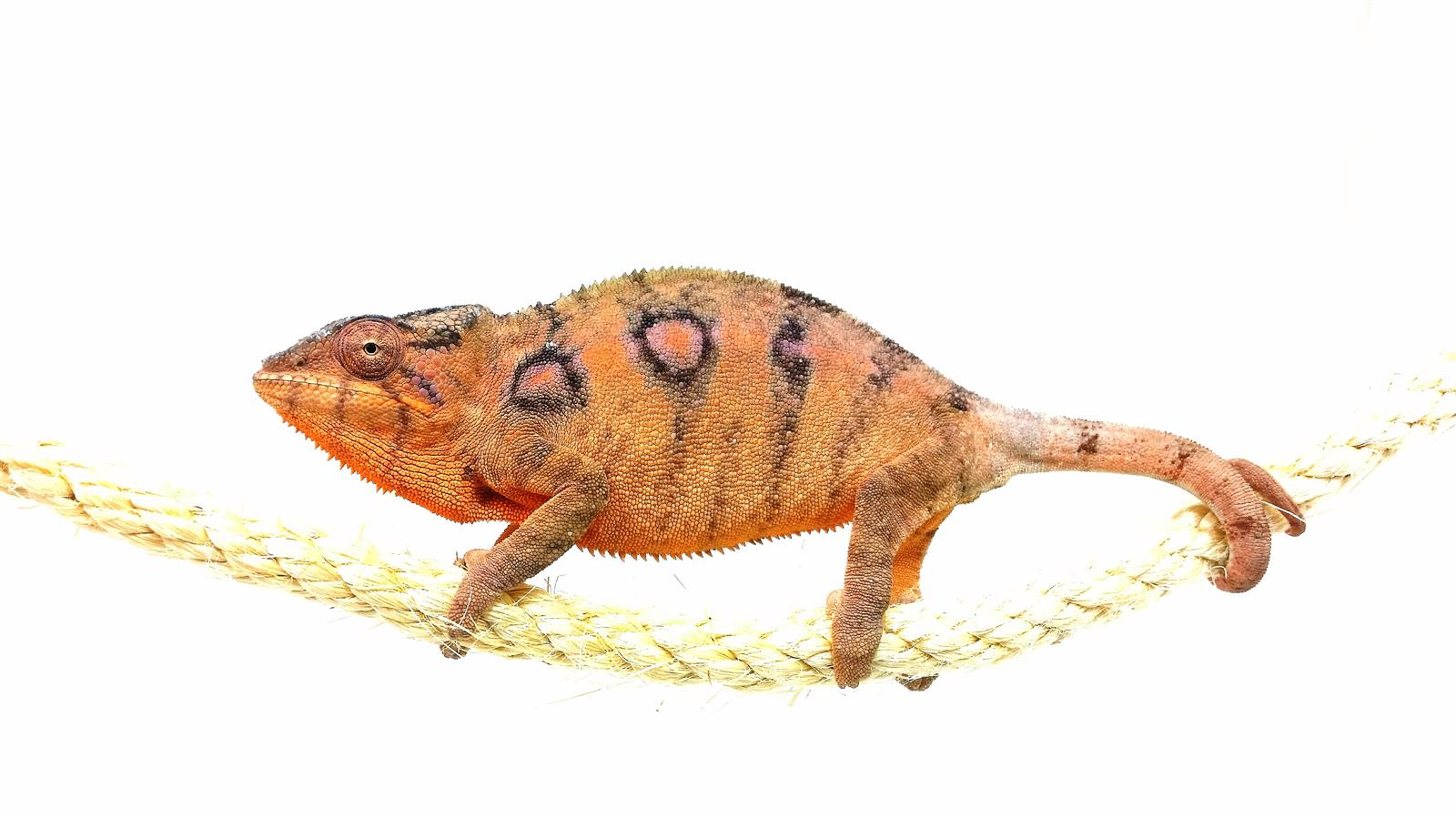 Furcifer pardalis Ambilobe Red Bar Weibchen