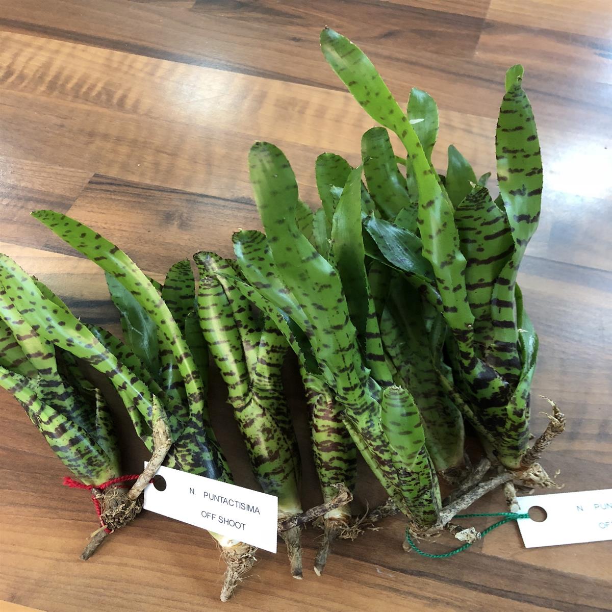 Neoregelia punctatissima