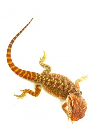 Het Hypo Extreme Red Bartagame