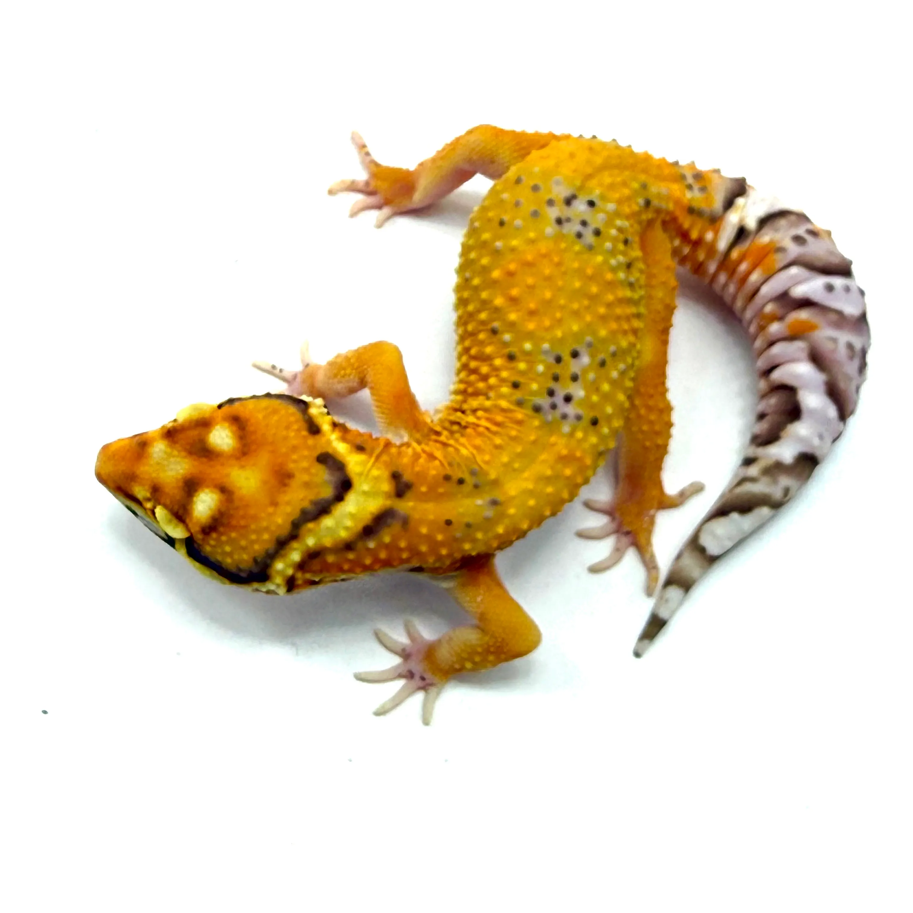 Tremper Clown