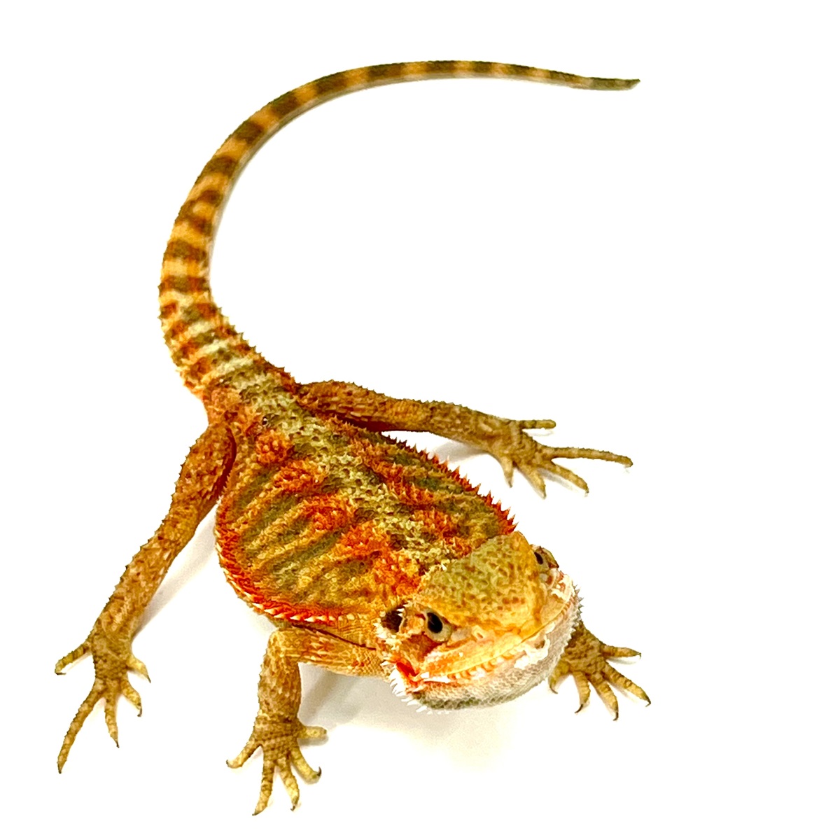 Translucent Extreme Red