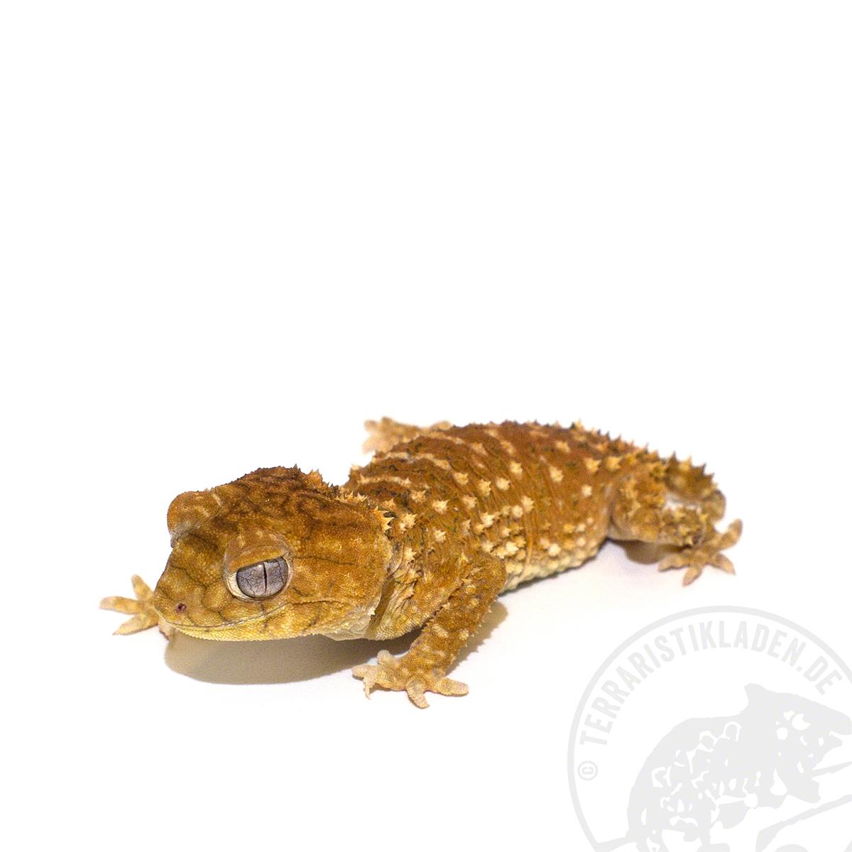 Nephrurus amyae Knopfschwanzgecko