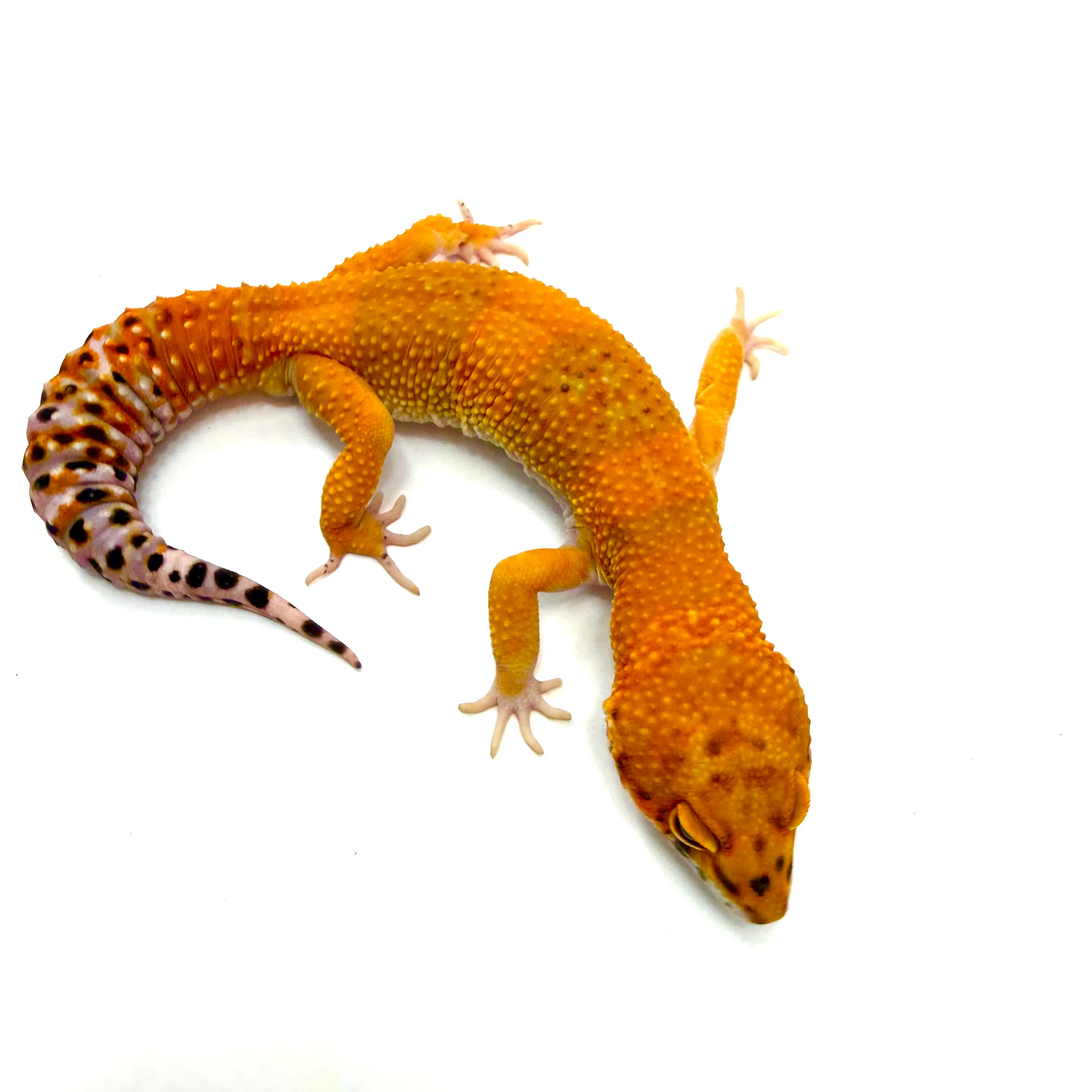 Tornado Tangerine