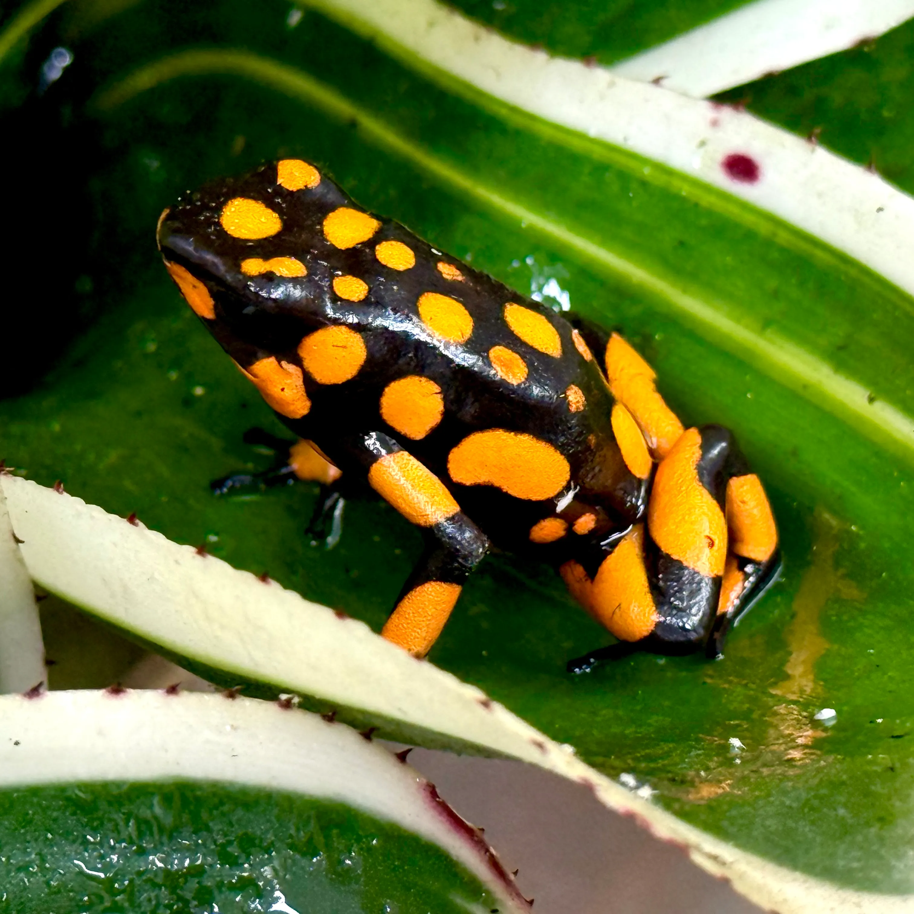 Oophaga histrionica Bahia Solano Zuchtgruppe