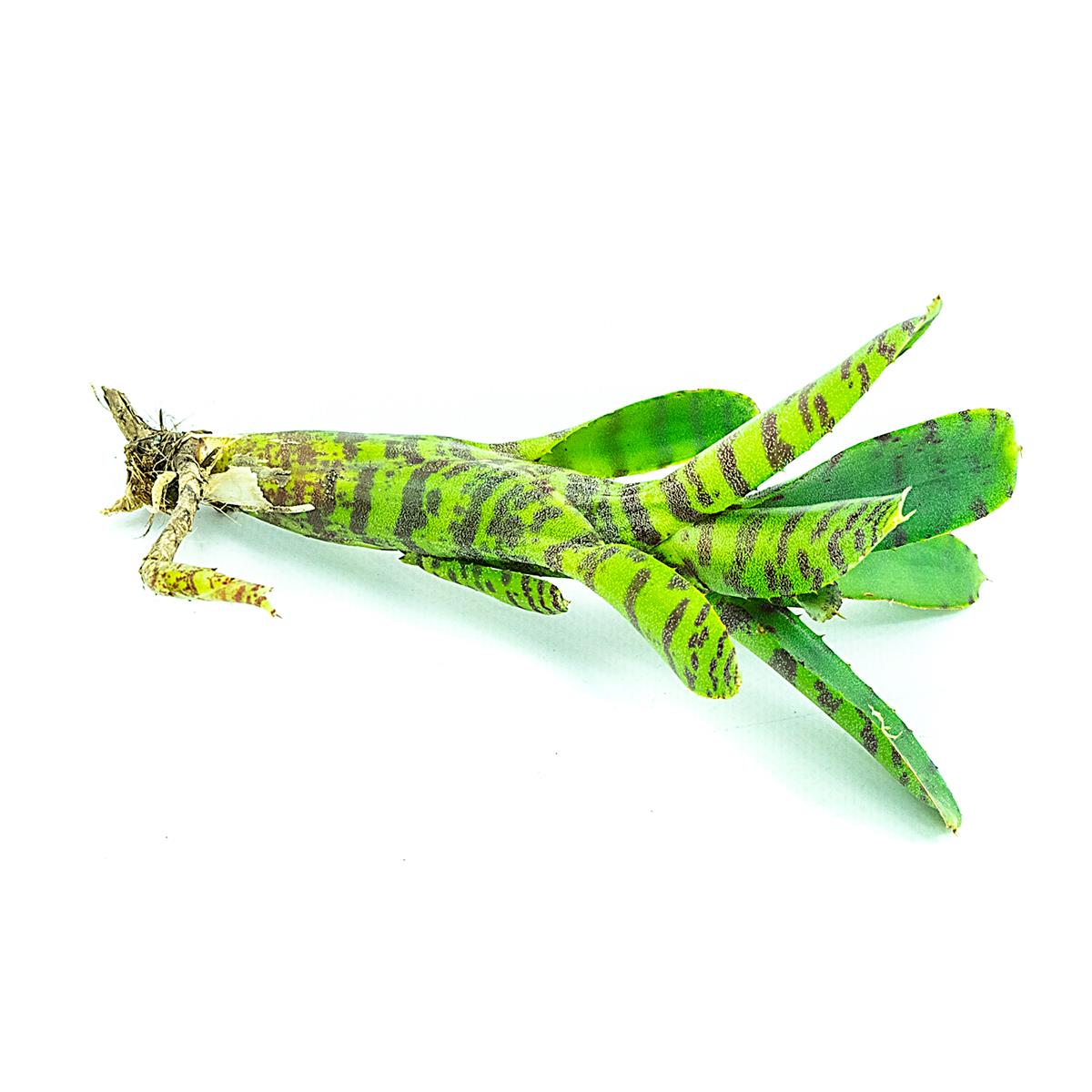 Neoregelia akeso
