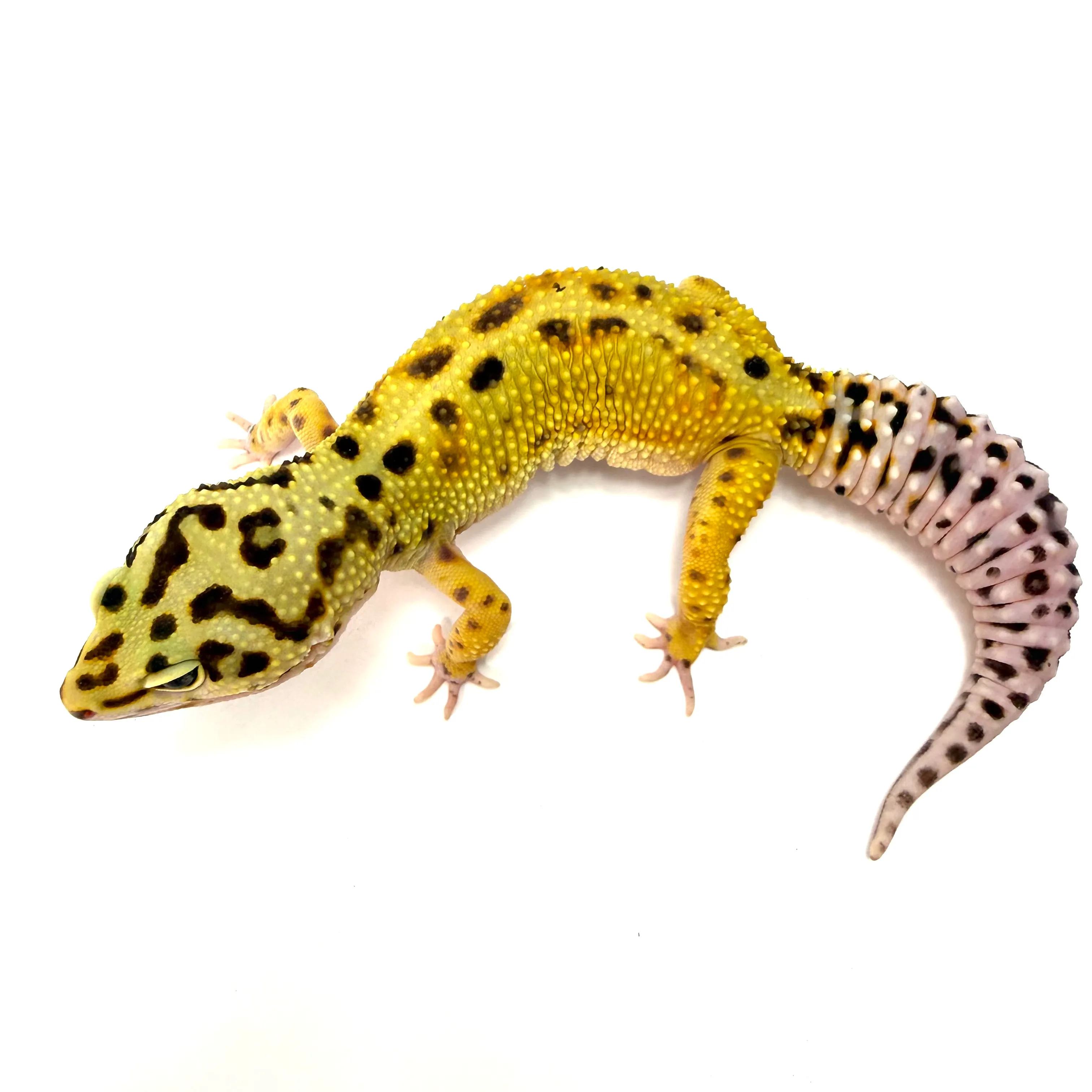 Giant Leopardgecko Bold Bandid GBB-2