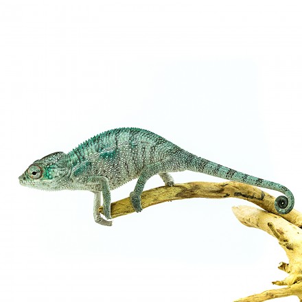 Furcifer pardalis Nosy Be
